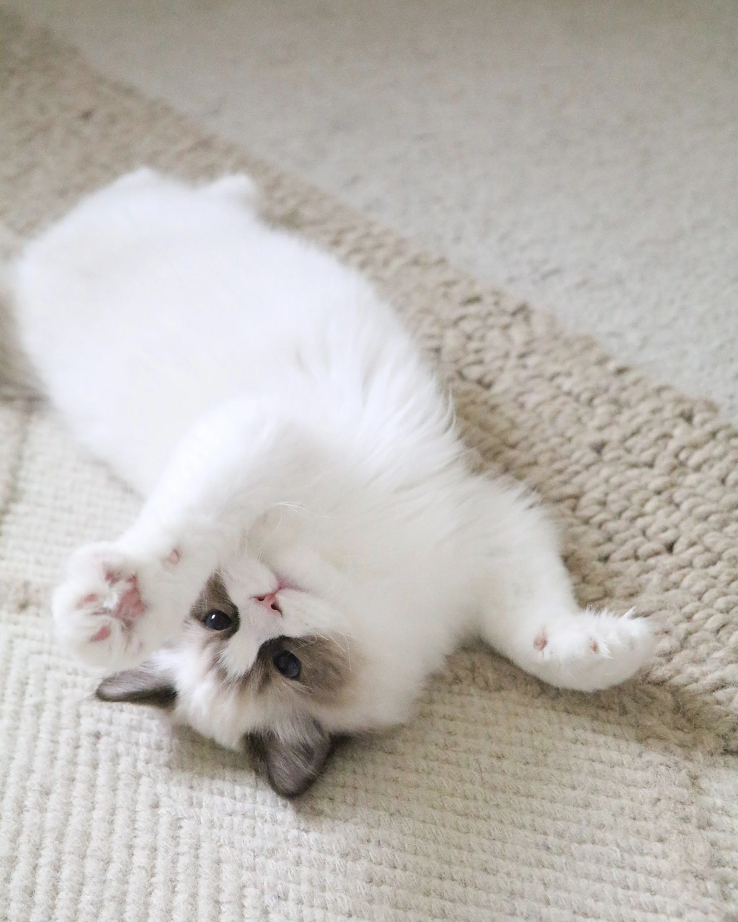 Seal bicolor male Ragdoll kitten laying belly up on tan weaved boho rug with paw extended