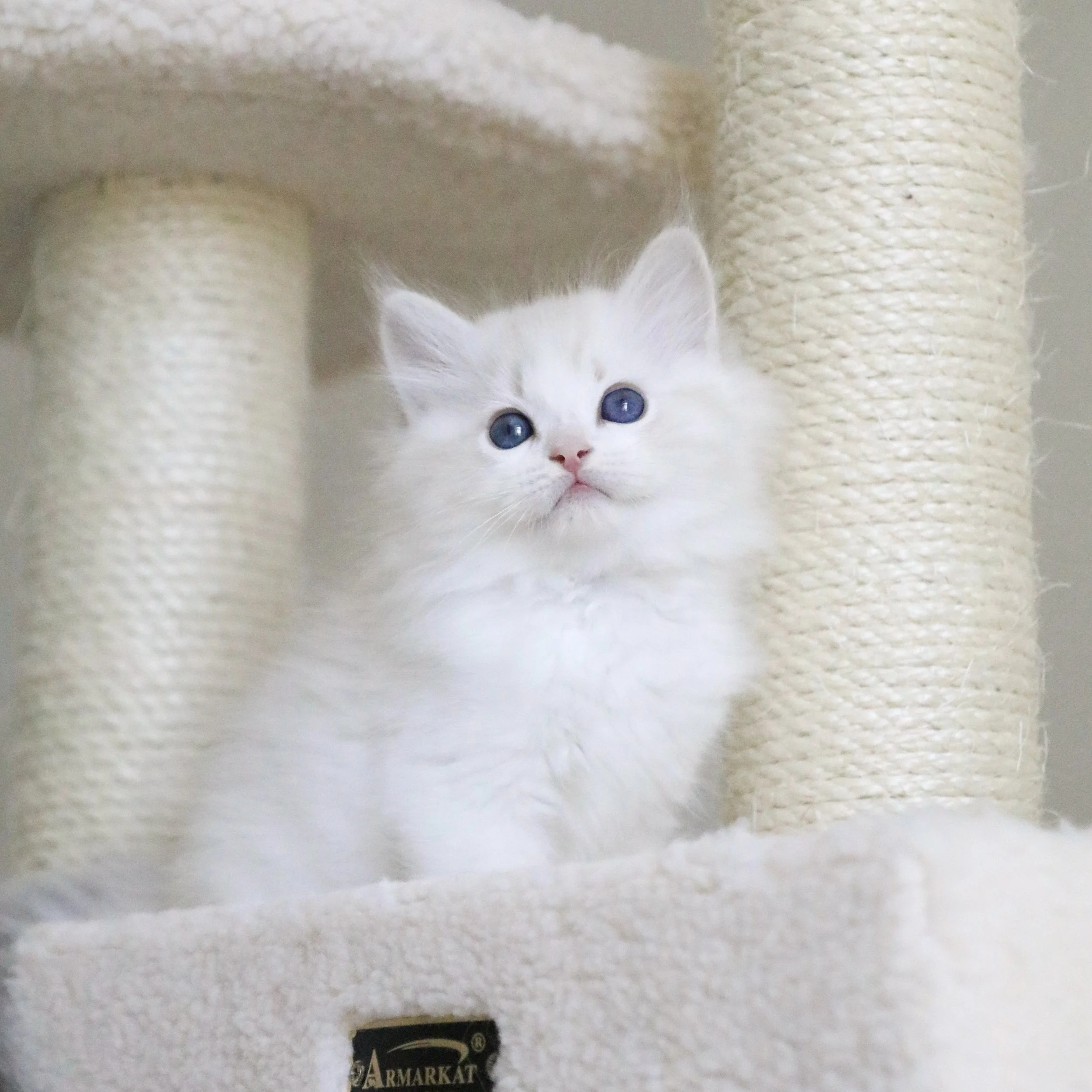 Blue lynx bicolor Ragdoll kitten sitting on light pink cat condo in front of beige scratching post
