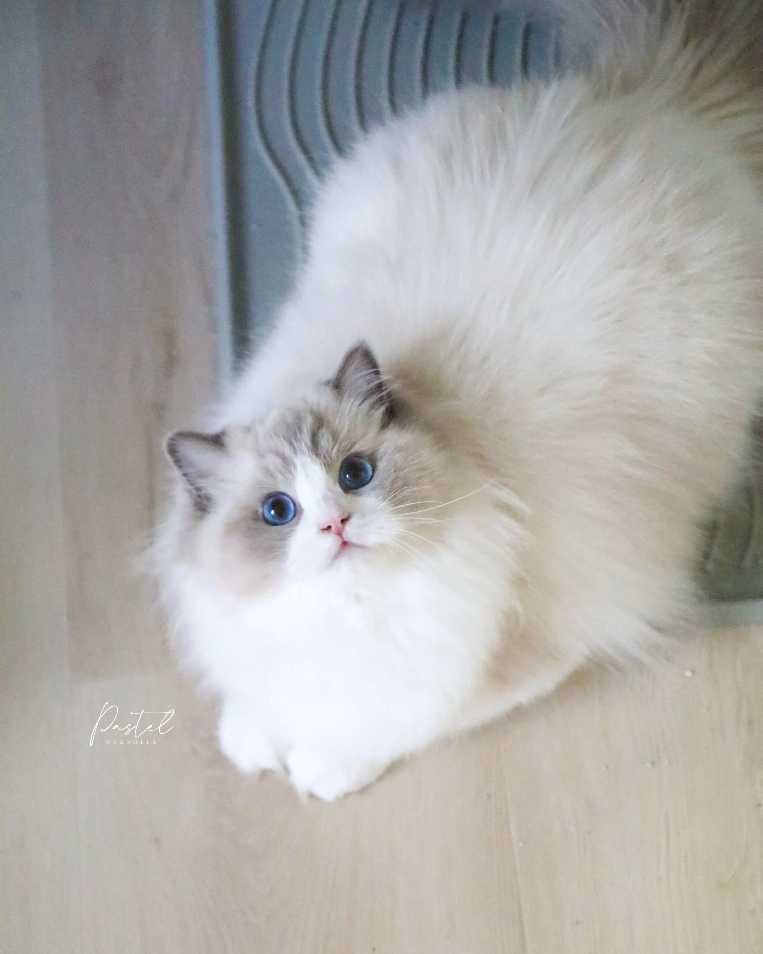 Blue bicolor Ragdoll female cat sitting on grey litter mat