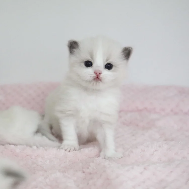 The Blue Bicolor Ragdoll — Ragdoll Kittens For Sale | Ragdoll Breeder