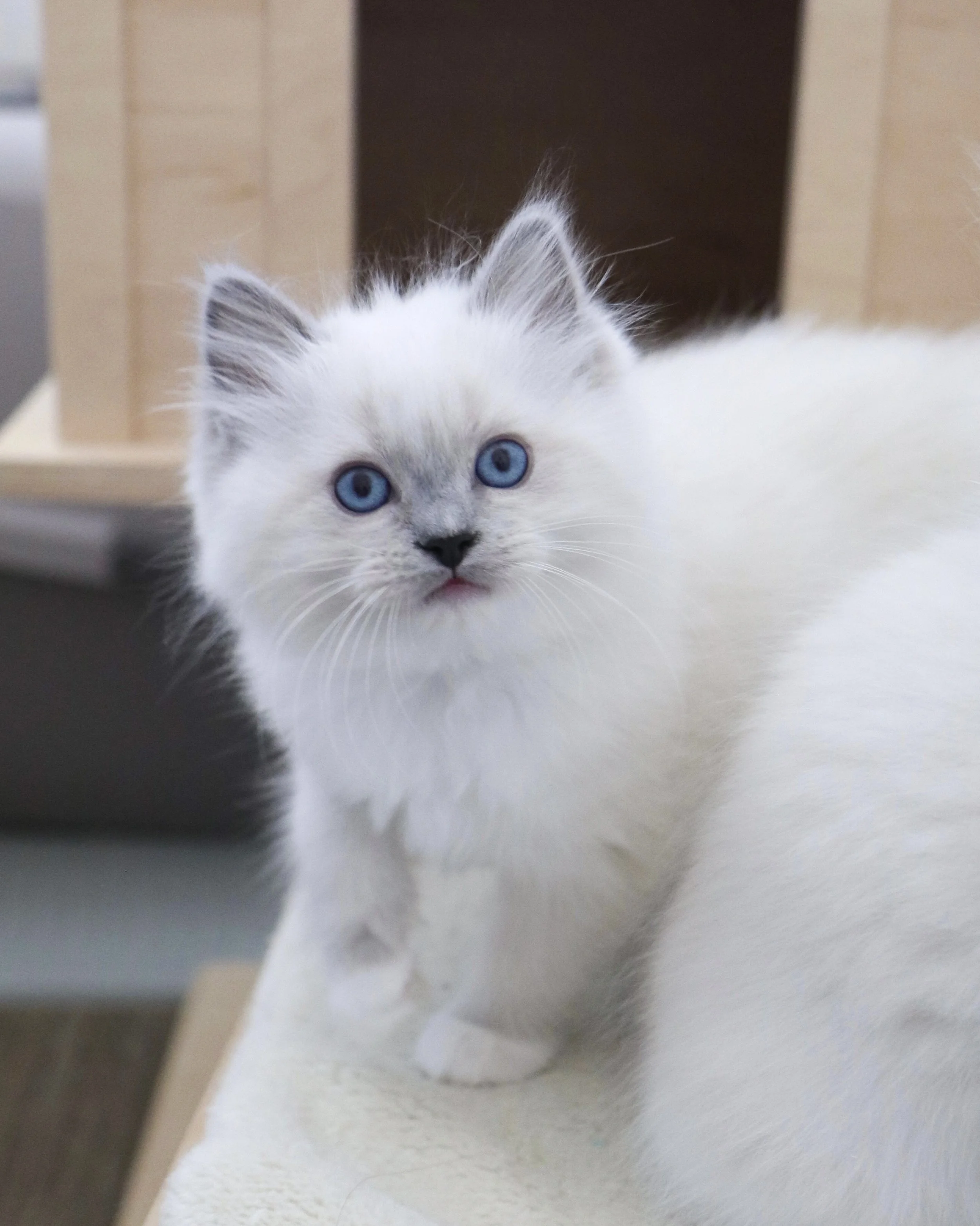 Blue mitted Ragdoll kitten with pet quality markings sitting on wooden cat condo