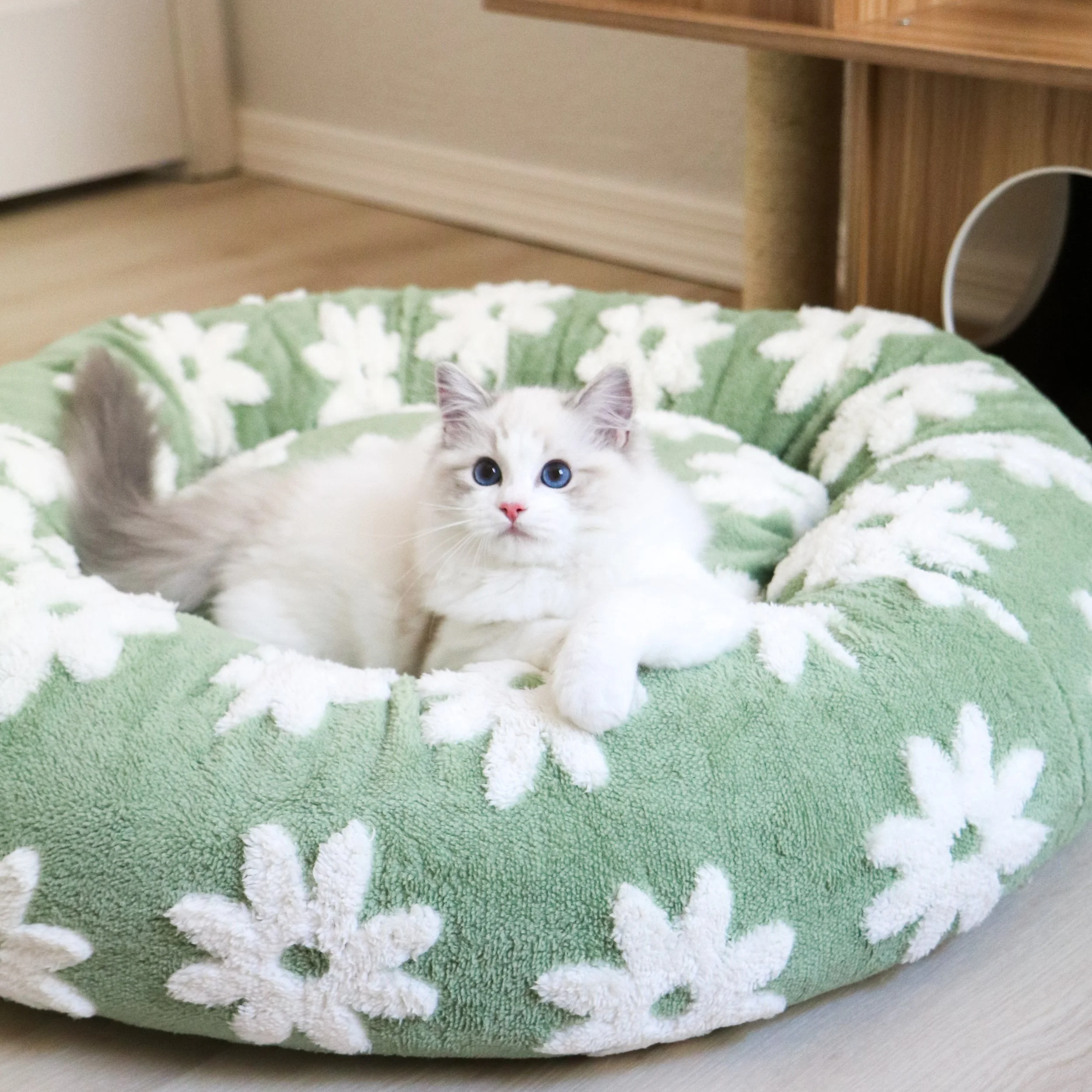 Blue lynx bicolor female Ragdoll kitten sitting on green floral cat bed