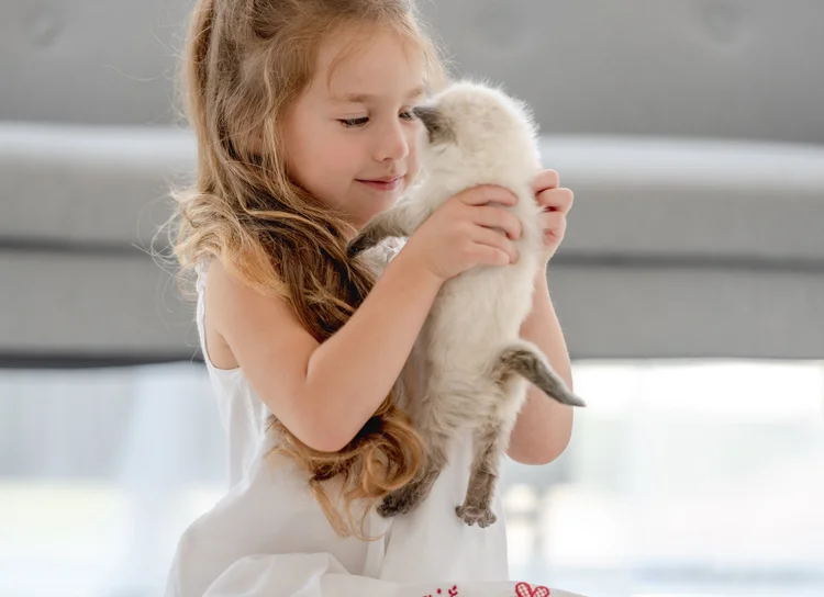 Are Ragdoll Cats Good with Children? — Ragdoll Kittens For Sale ...