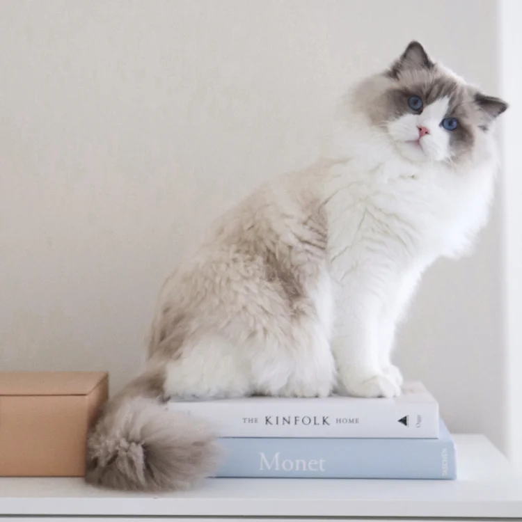 The Blue Bicolor Ragdoll — Ragdoll Kittens For Sale | Ragdoll Breeder