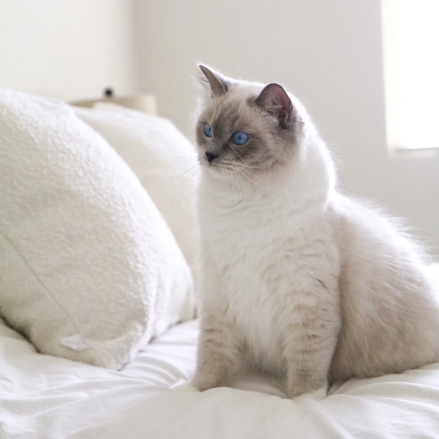 How Much Does a Ragdoll Kitten Cost? - Ragdoll Pricing Guide — Ragdoll