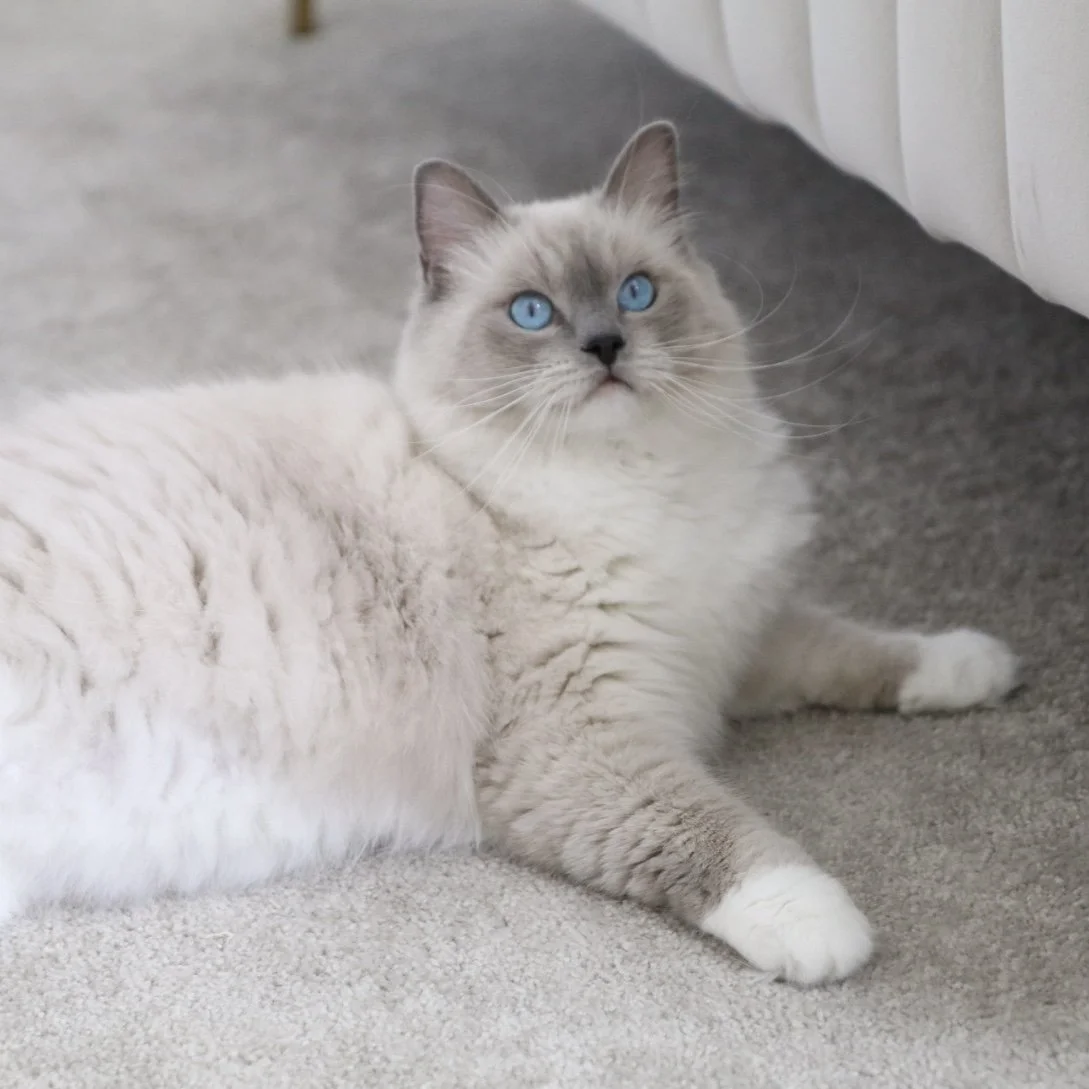 Adopt a Retired Ragdoll — Ragdoll Kittens For Sale Ragdoll Breeder