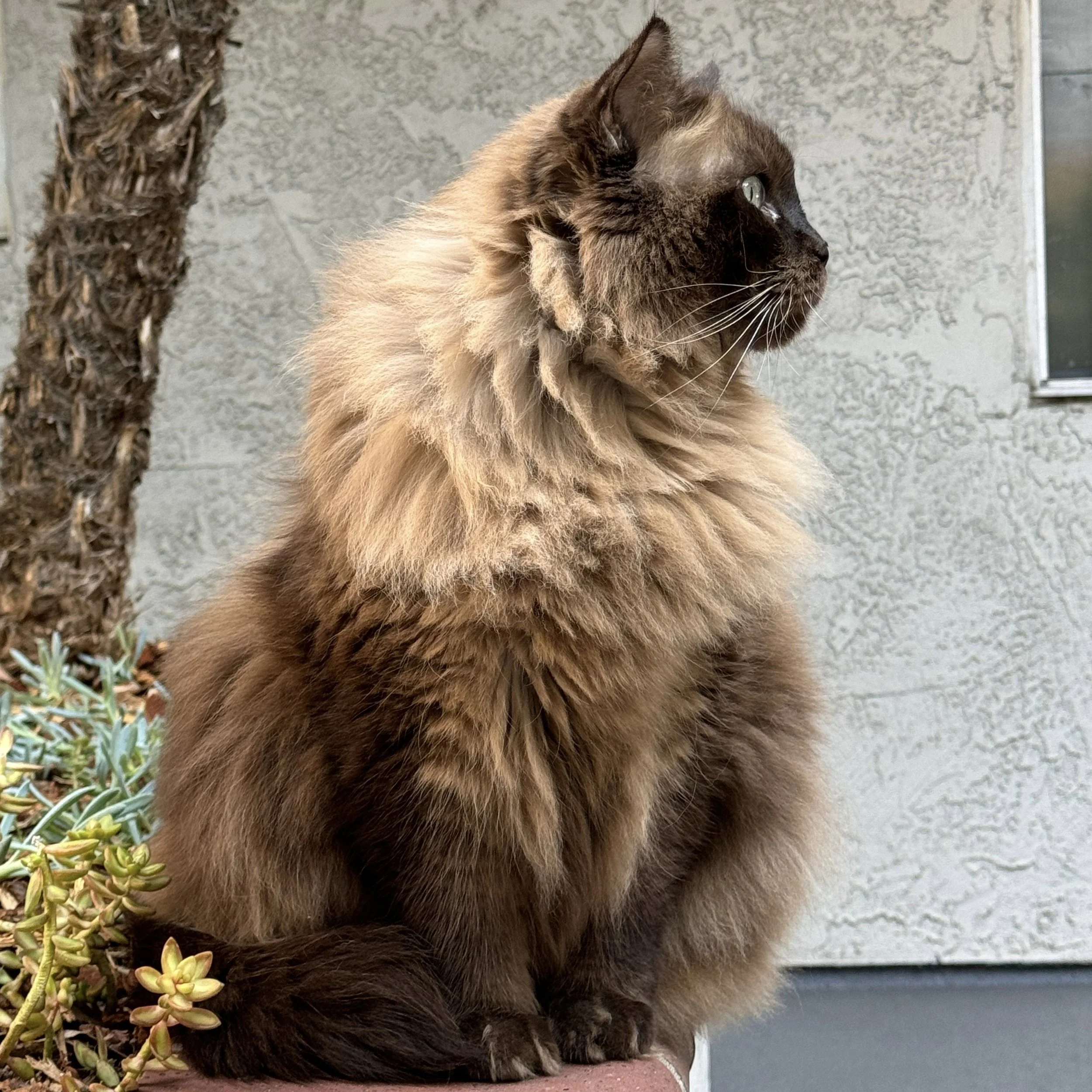 Sepia Ragdoll cat with green eyes sitting on ledge in front of beige wall and palm tree trunk