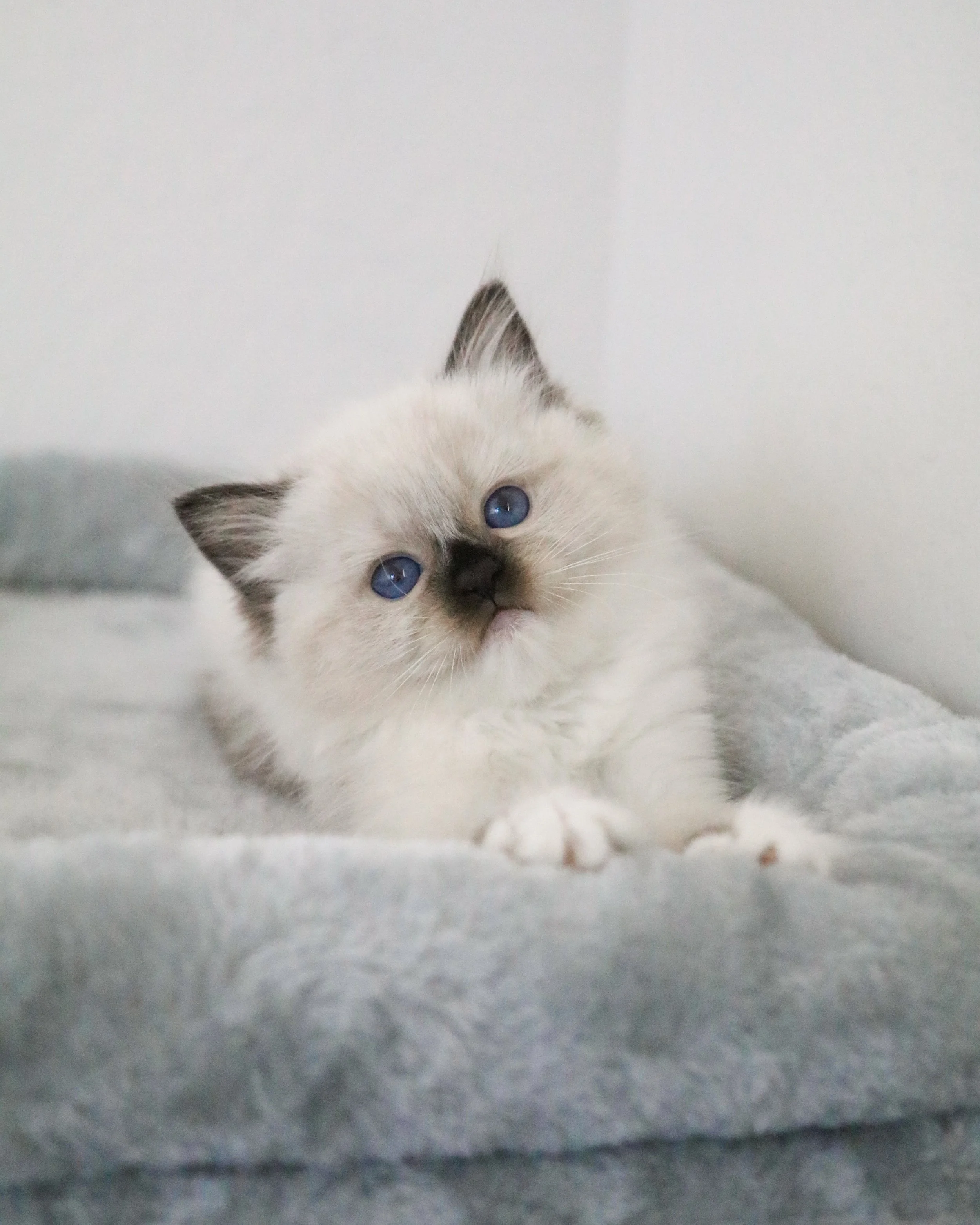 Seal mitted Ragdoll kitten sitting on blue bed in front of white wall