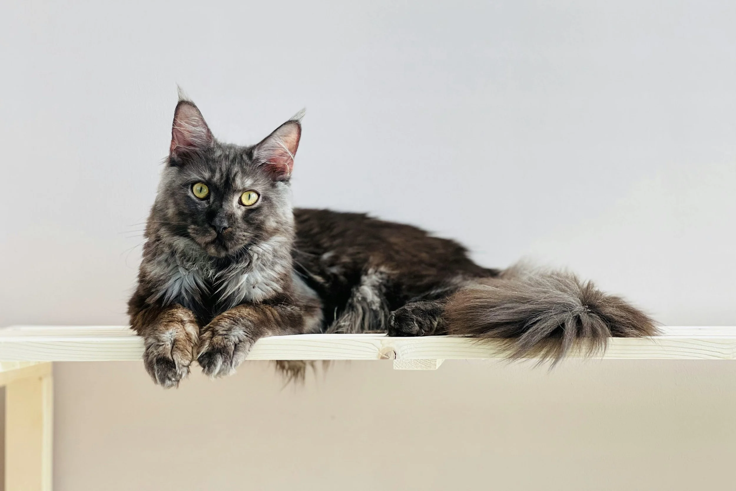 Black smoke Maine Coon cat with vibrant green eyes sitting on a wood panel