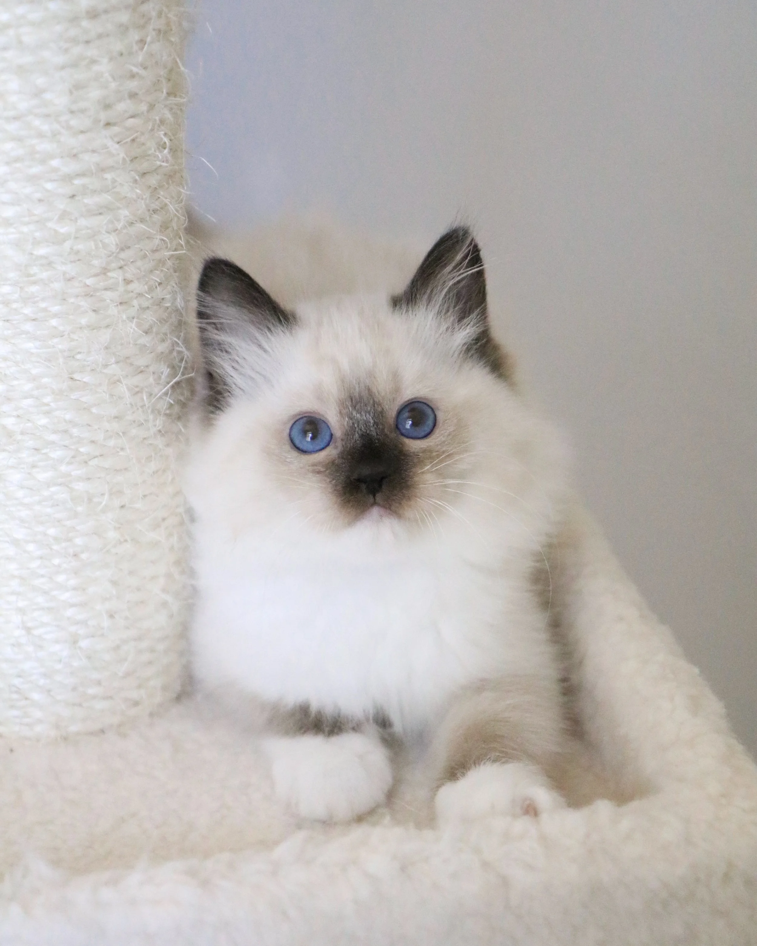 Athena-1.JPG
