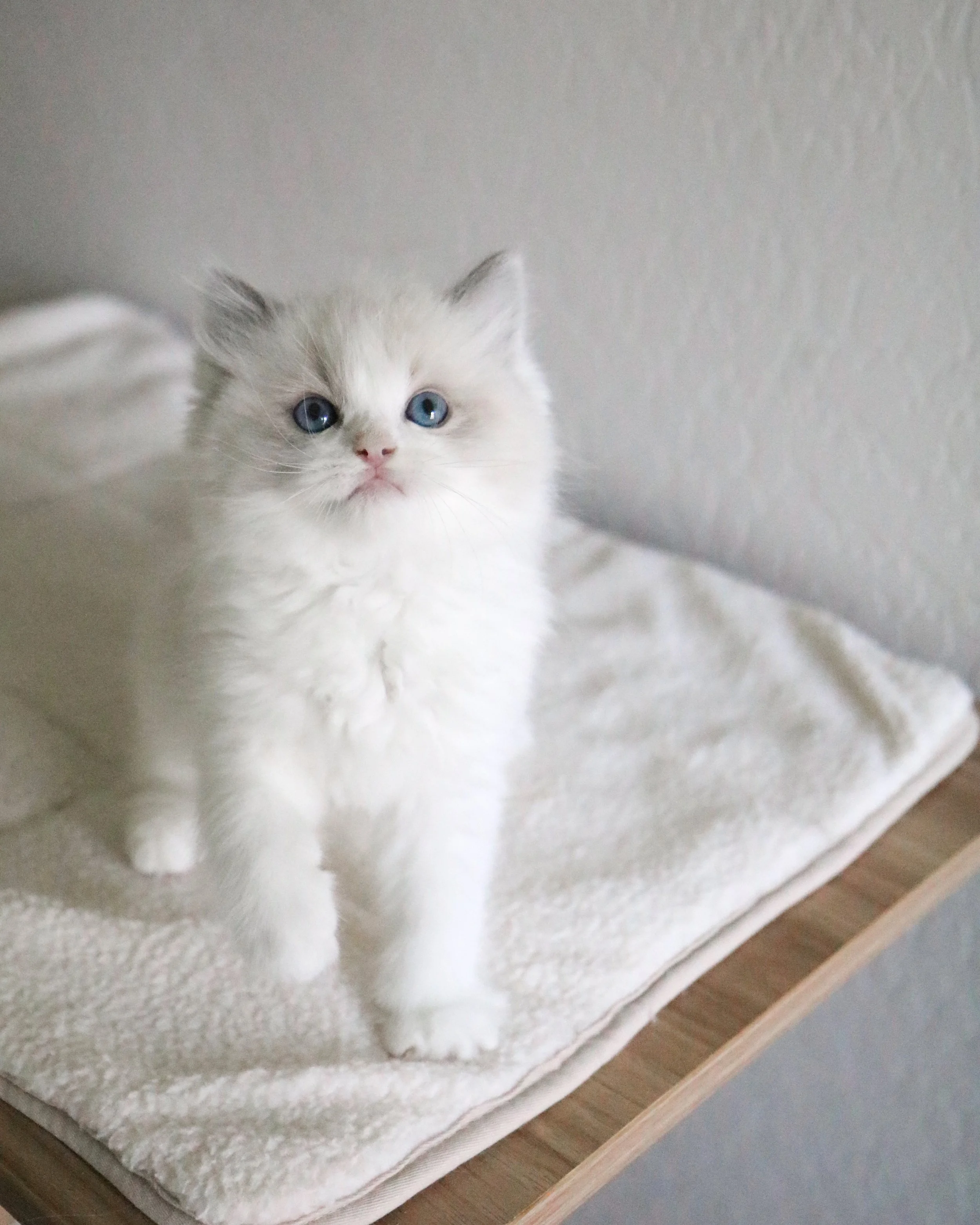 Ragdoll Kittens for Sale — Ragdoll Kittens For Sale | Ragdoll Breeder