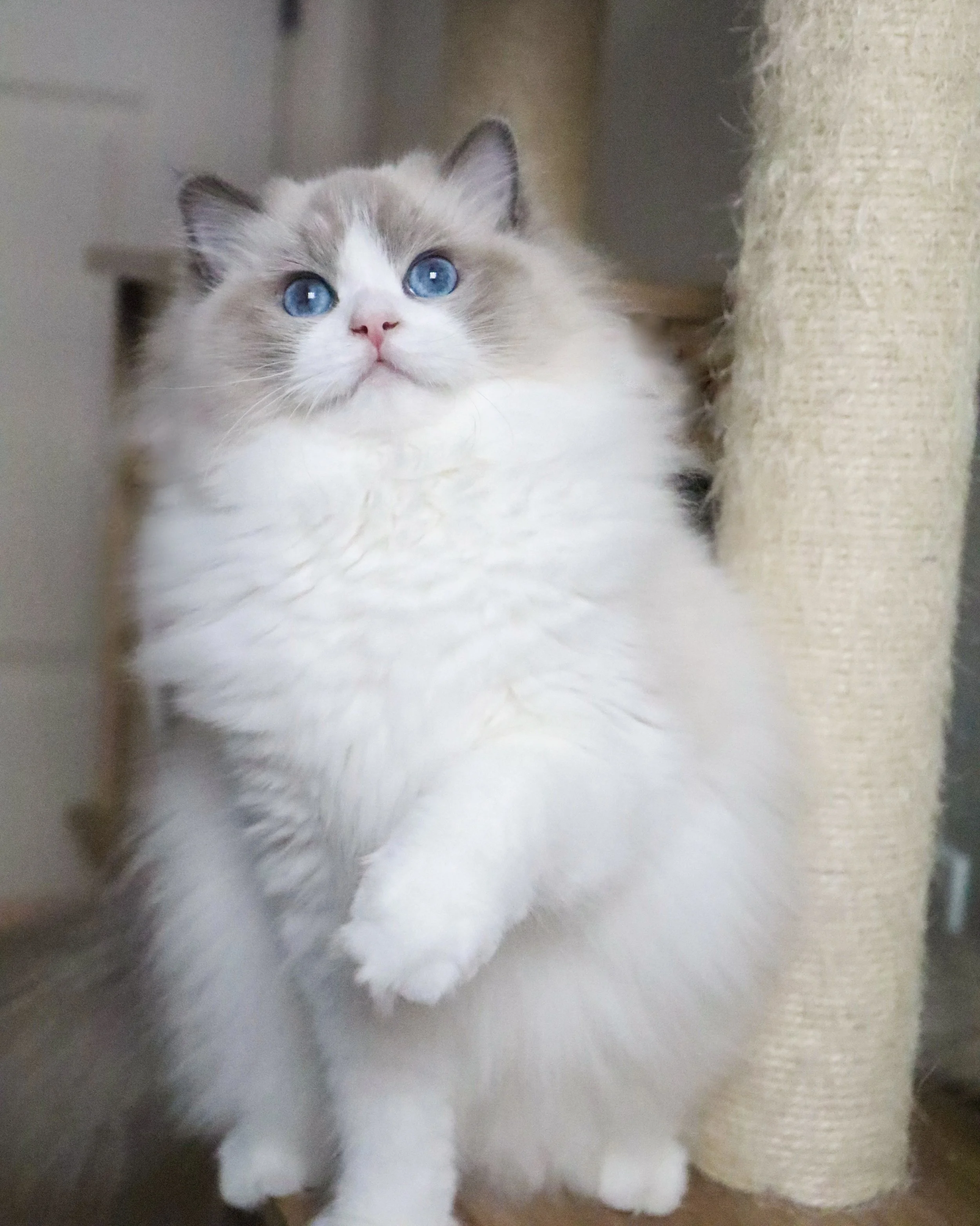 Blueberry-1.JPG