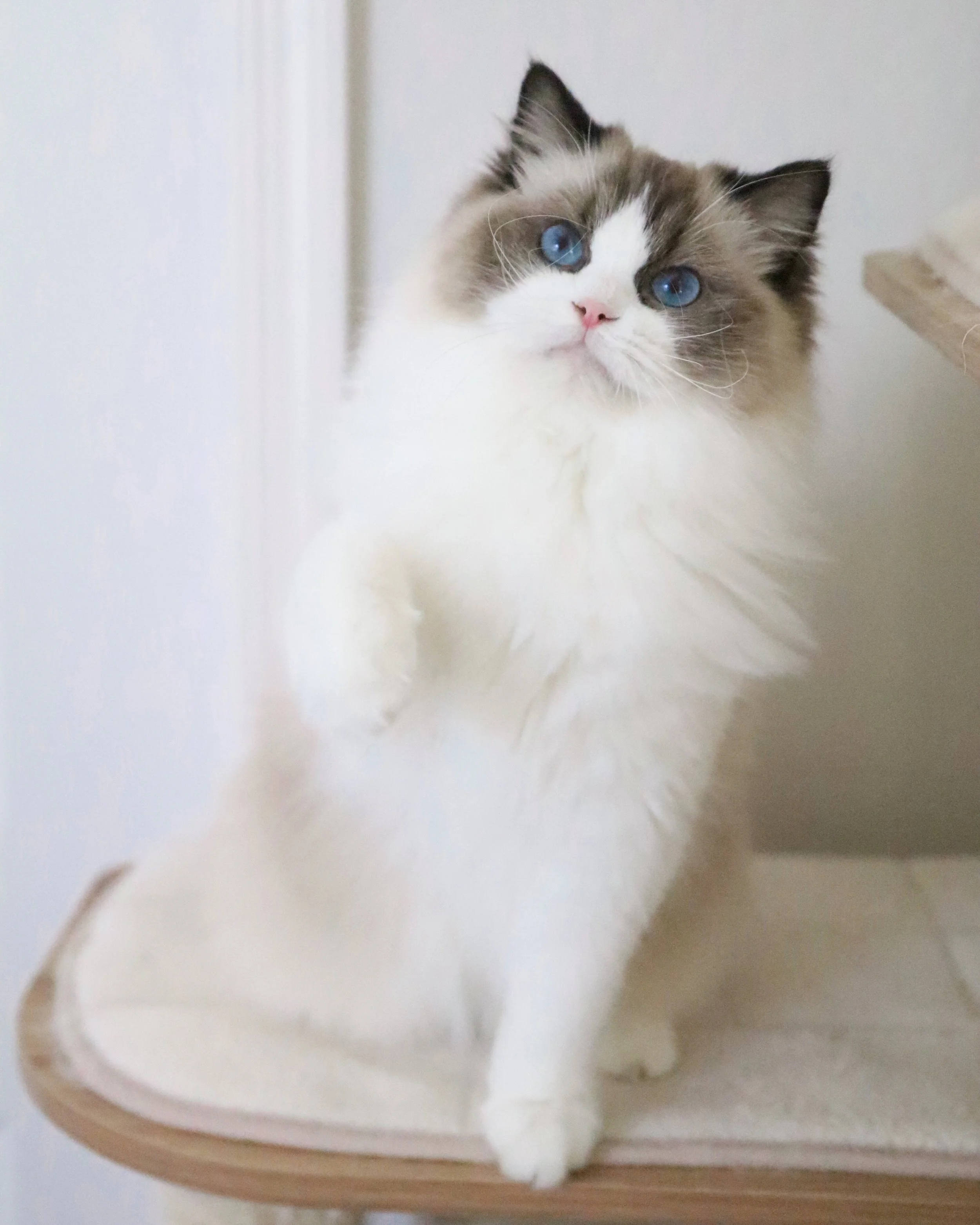 Seal bicolor female Ragdoll Cat sitting on wooden cat condo