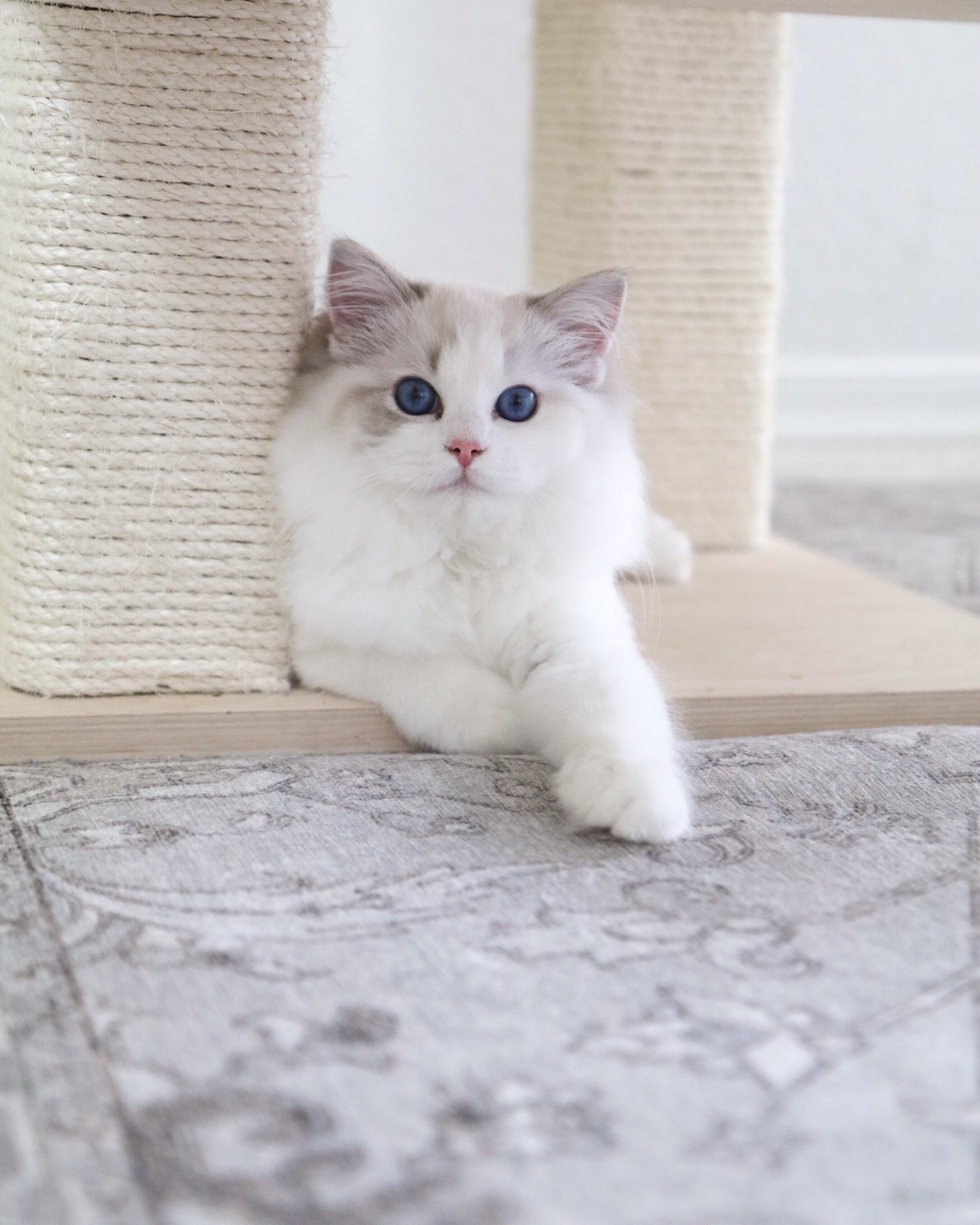 Should I Get a Male or Female Ragdoll? — Ragdoll Kittens For Sale ...