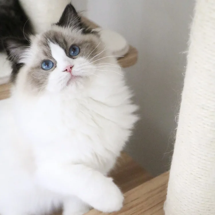 Our Beautiful Female Ragdolls — Ragdoll Kittens For Sale | Ragdoll Breeder