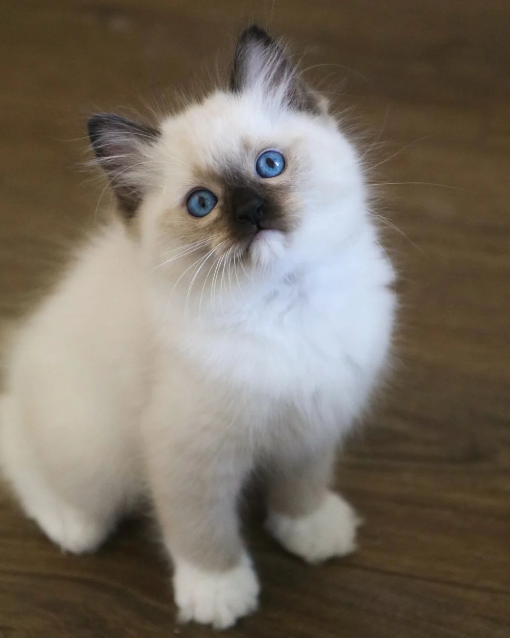 The Seal Mitted Ragdoll — Ragdoll Kittens For Sale | Ragdoll Breeder