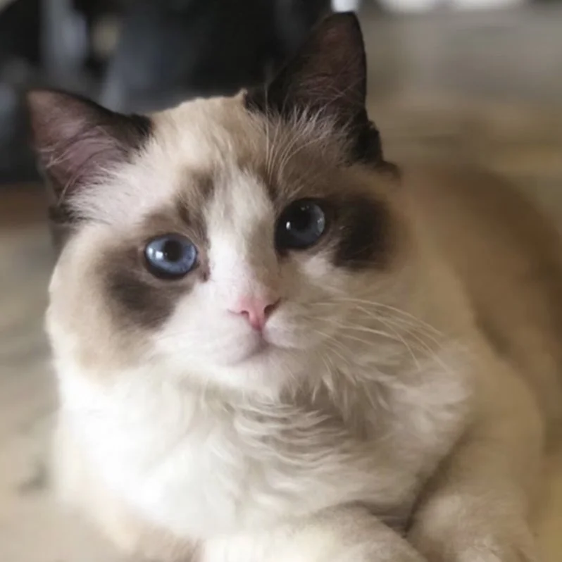 Seal Bicolor Ragdoll Cat, Benjamin Button, owned by celebrity Taylor Swift, sitting on the ground