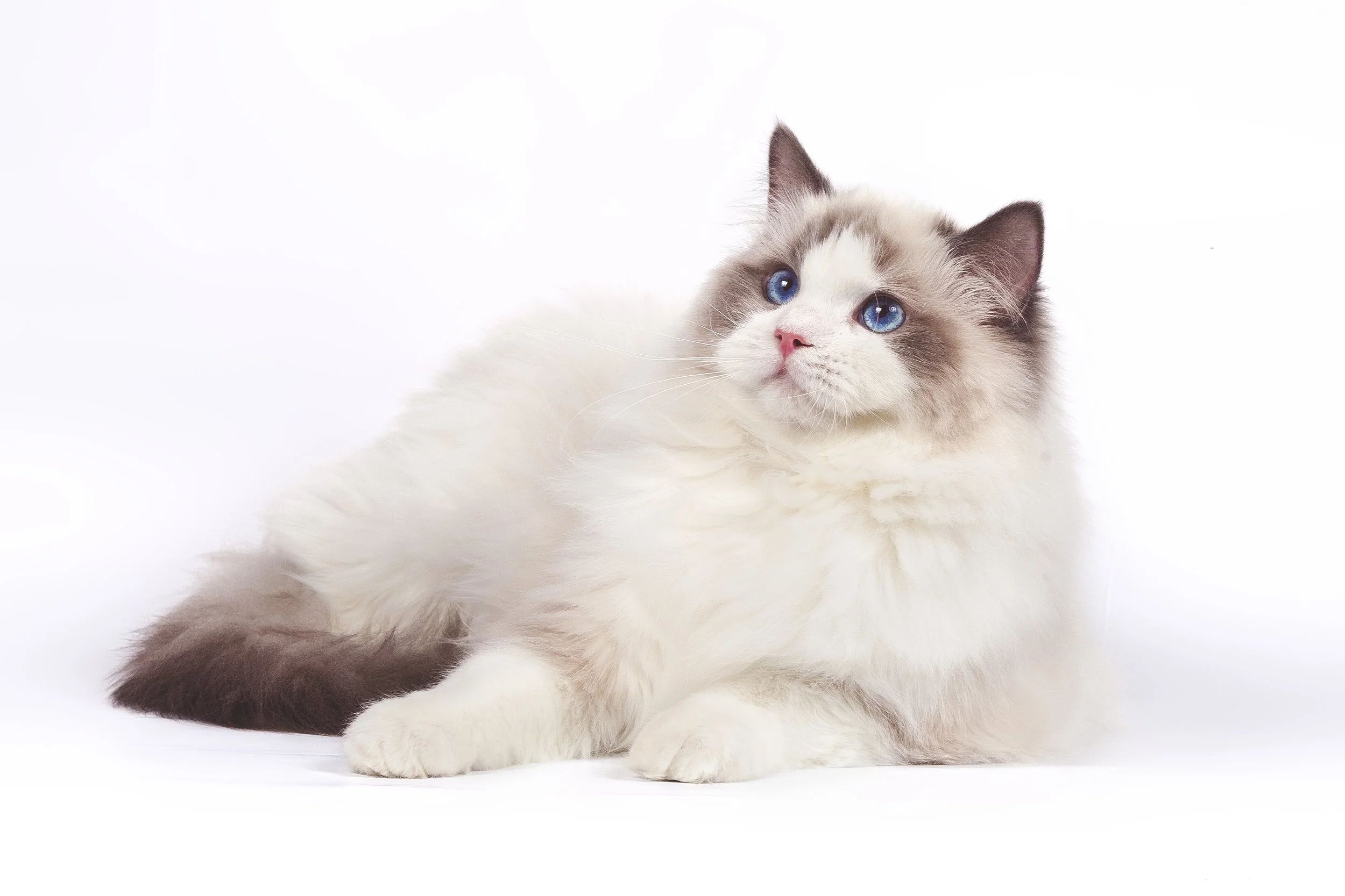 Blue bicolor Ragdoll Cat with blue eyes and pink nose sitting in front of a white backdrop