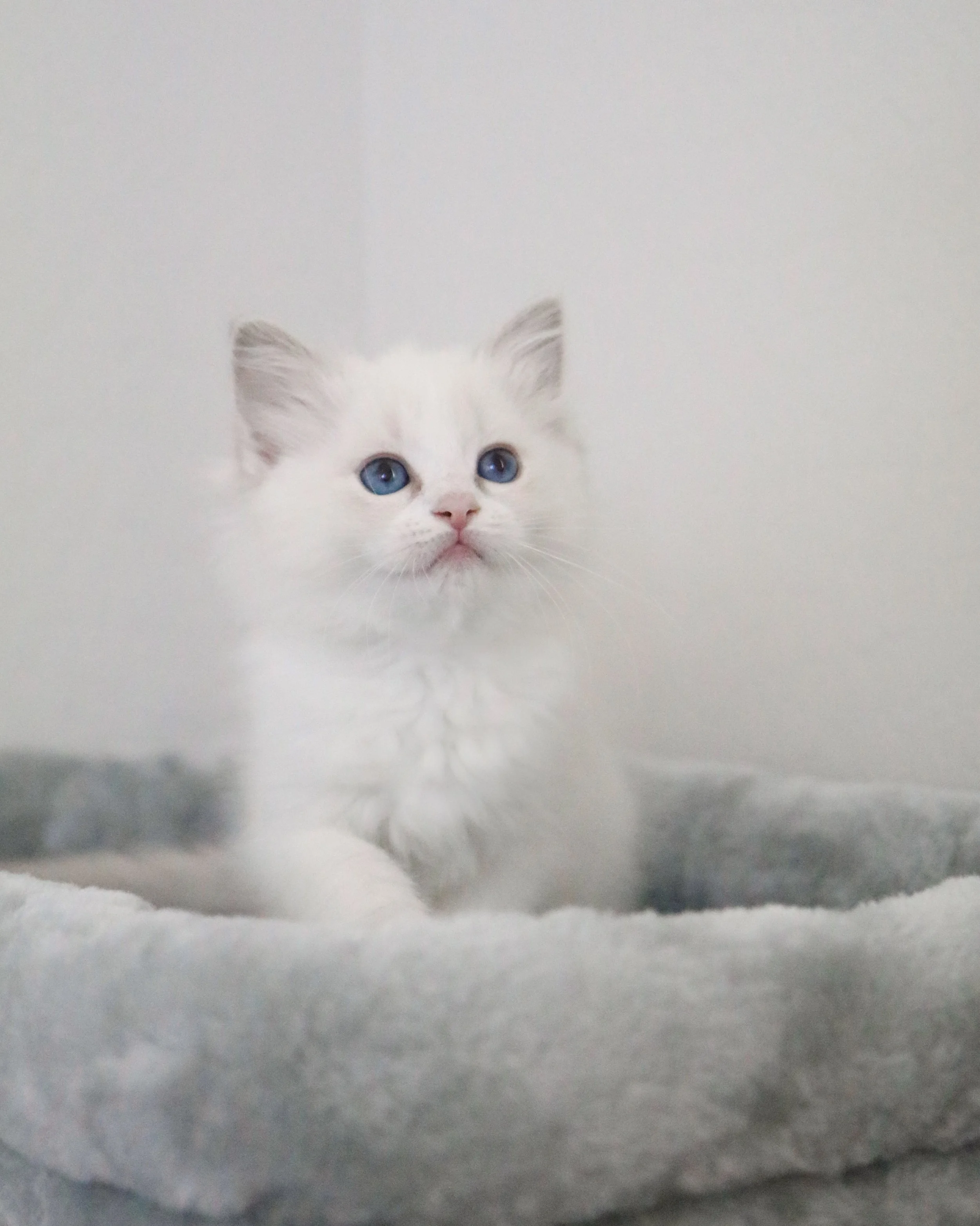Blue lynx bicolor Ragdoll kitten sitting on blue bed in front of white wall