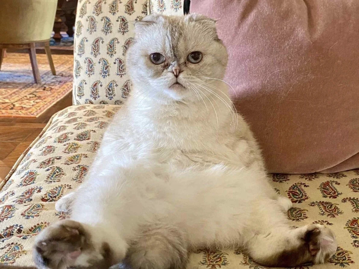 Taylor Swift's cat Olivia Benson sitting like a human on a paisley patterned couch in front of a pink pillow