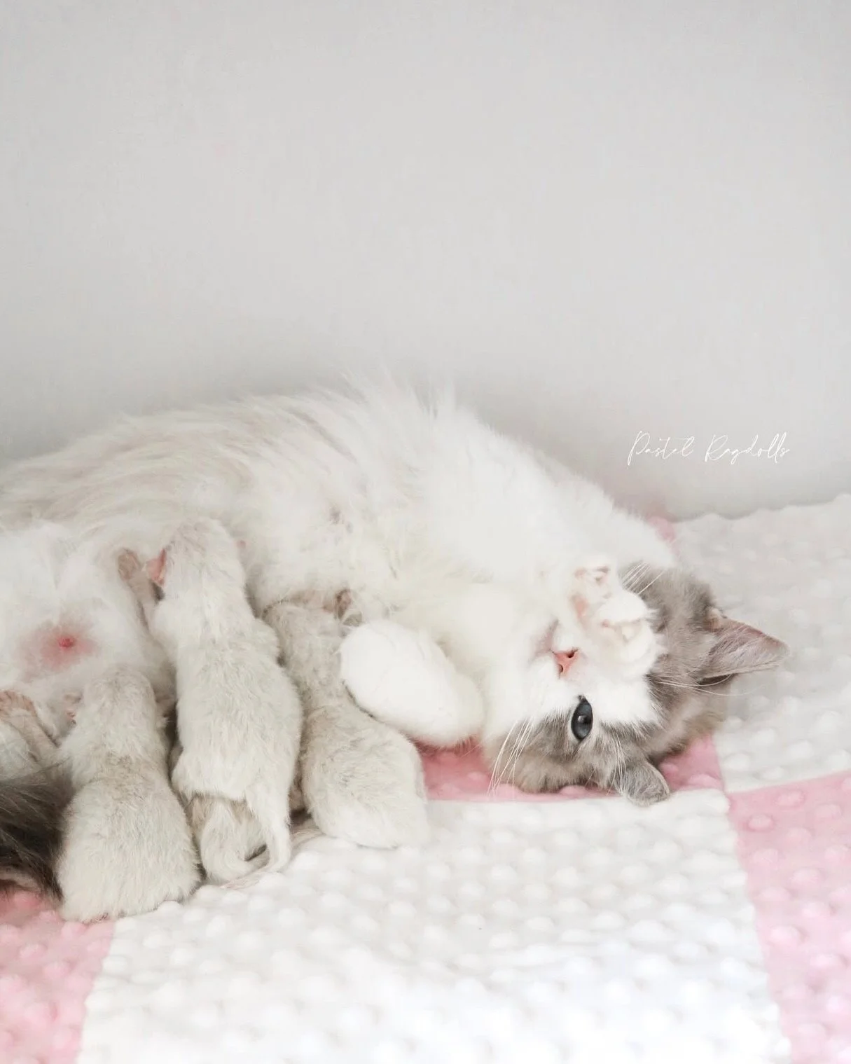 Blue lynx bicolor Ragdoll cat making air biscuits and kneading her paws as she nurses her newborn Ragdoll kittens on a pink and white blanket