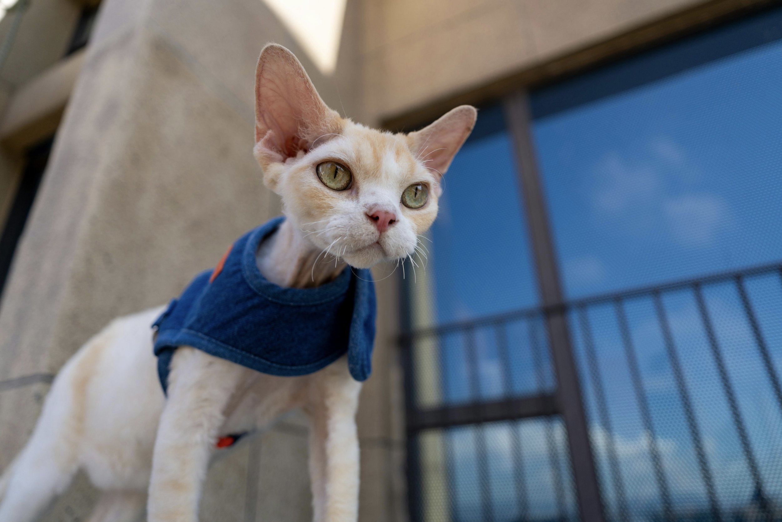 Orange Devon Rex cat with green eyes wearing a blue outfit and walking in front of a concrete building
