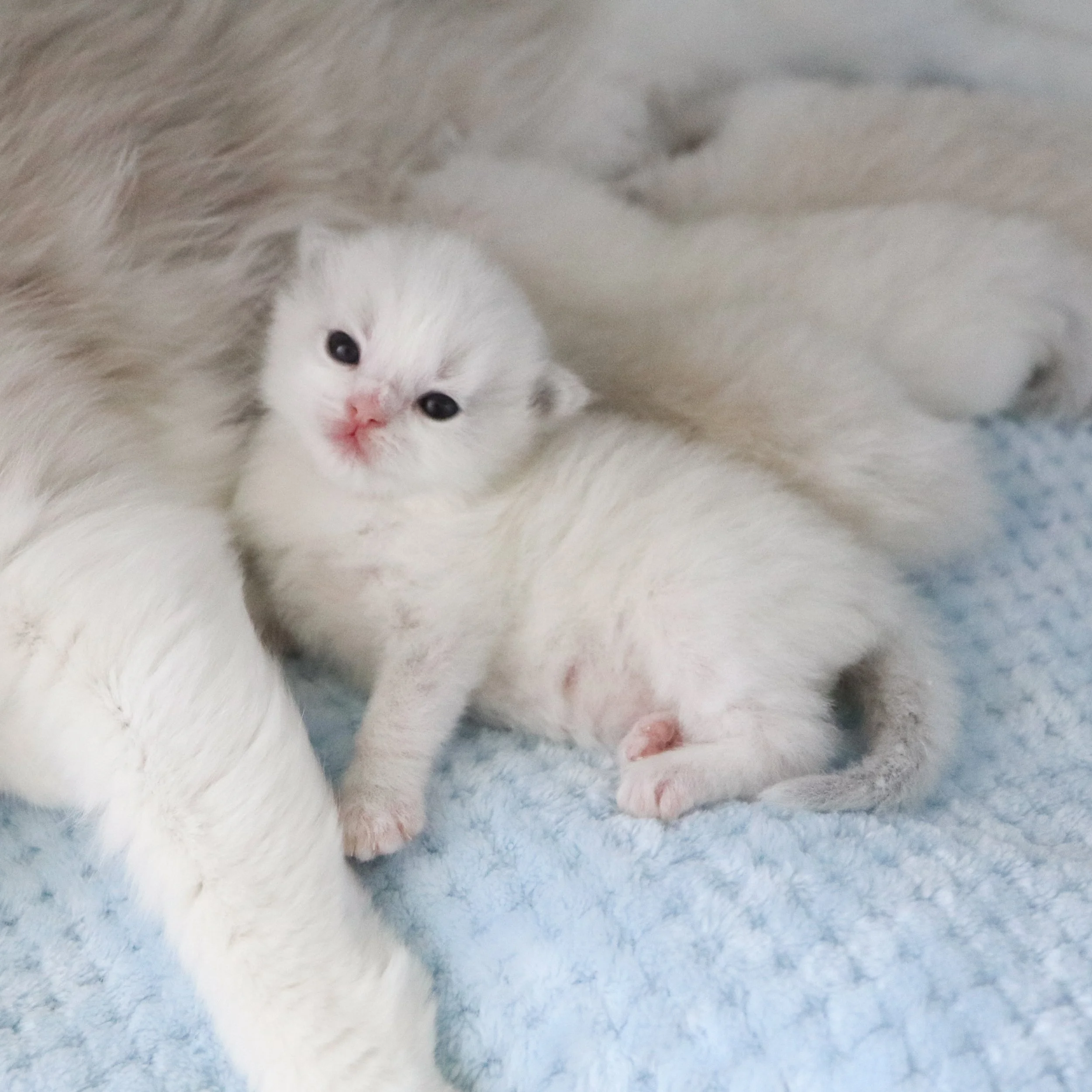 Blue lynx bicolor newborn Ragdoll kitten laying on soft blue blanket