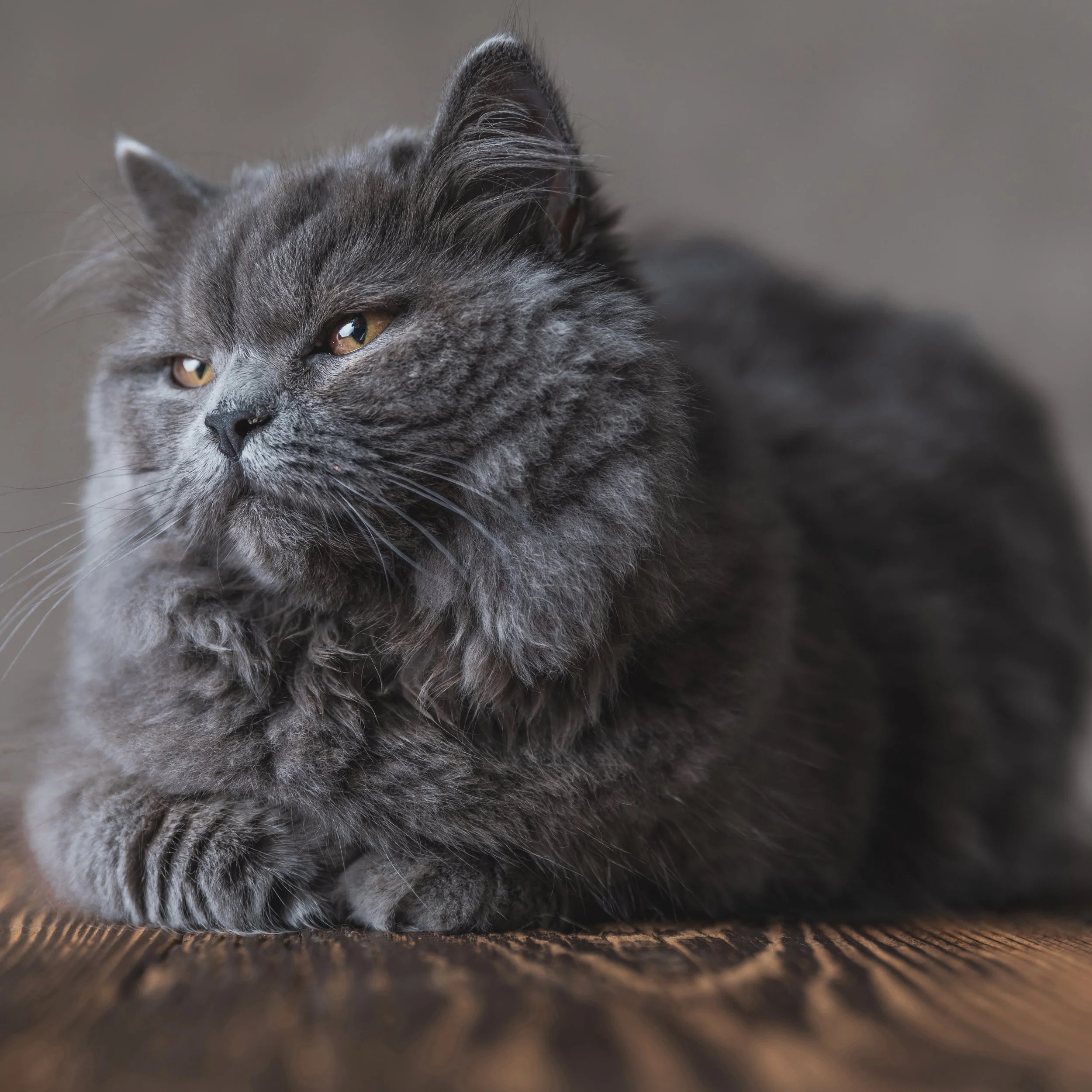 Grey solid Ragdoll cat with gold eyes sitting on wood with grey background