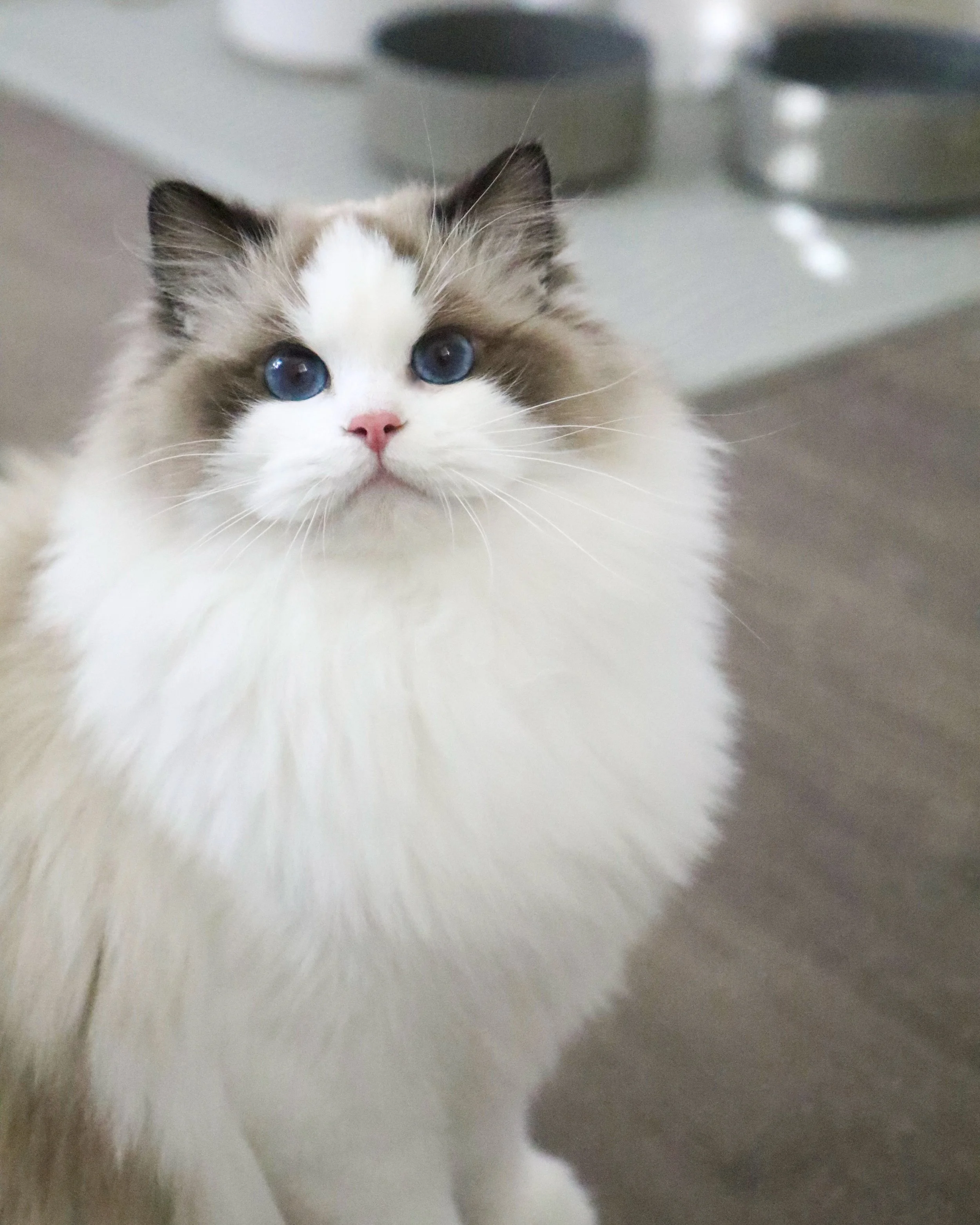 Seal bicolor Ragdoll female cat sitting on dark wood floor in front of food bowls