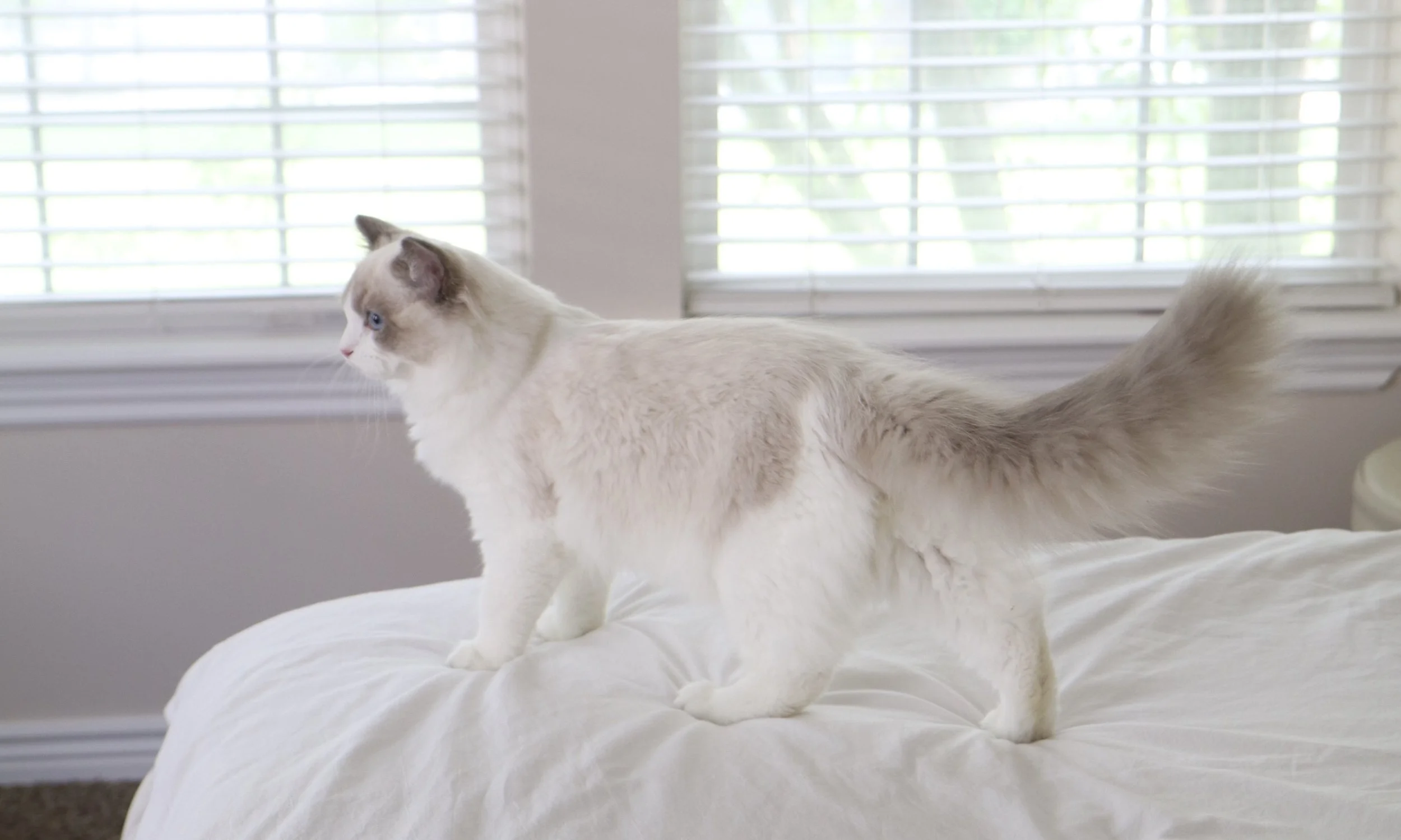 The Ragdoll Breed Standard — Ragdoll Kittens For Sale | Ragdoll Breeder