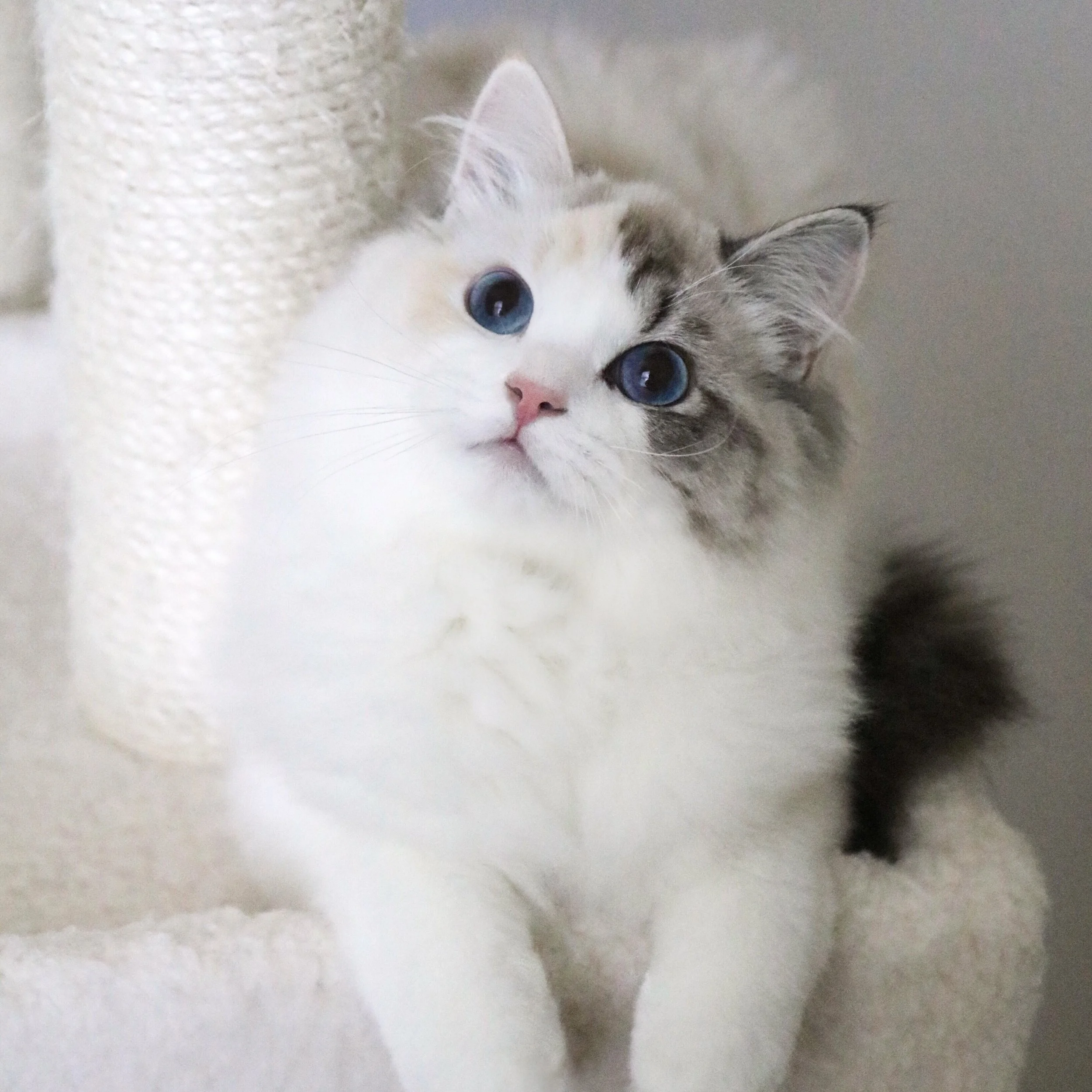 Tortie Ragdoll cat with split facial markings sitting on beige cat condo and looking up with bright blue eyes