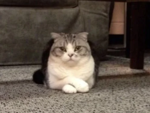 Taylor Swift's cat Meredith Grey siting in front of a grey couch crossing her paws