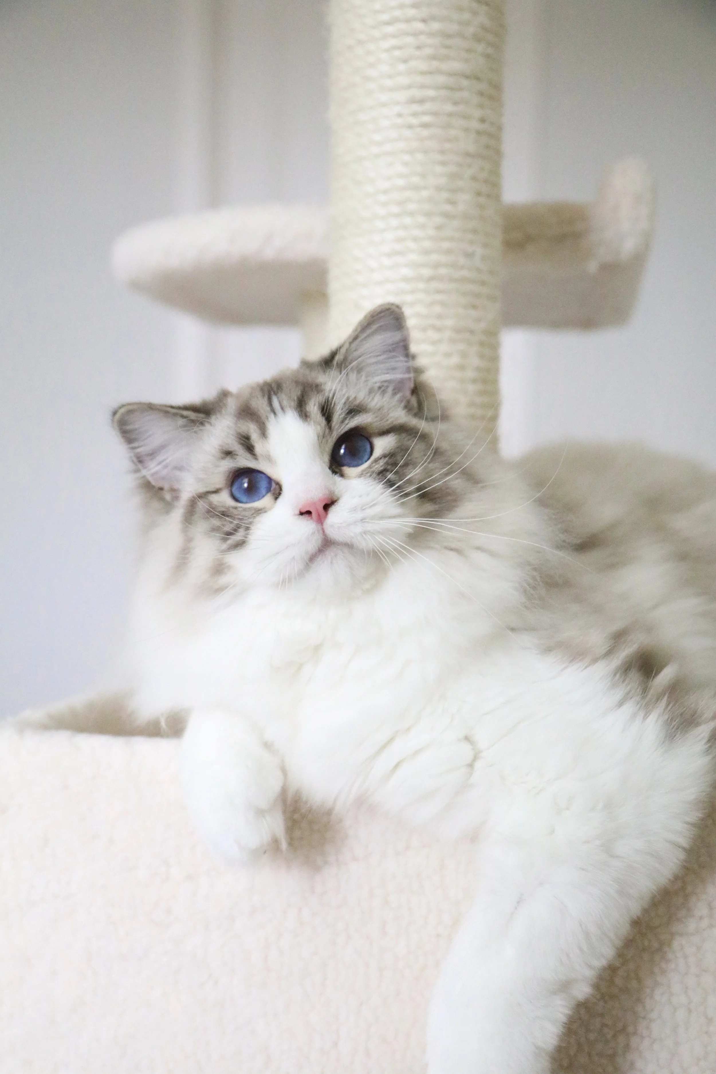 Seal lynx bicolor male Ragdoll cat with vivid blue eyes sitting on a beige cat condo and looking up