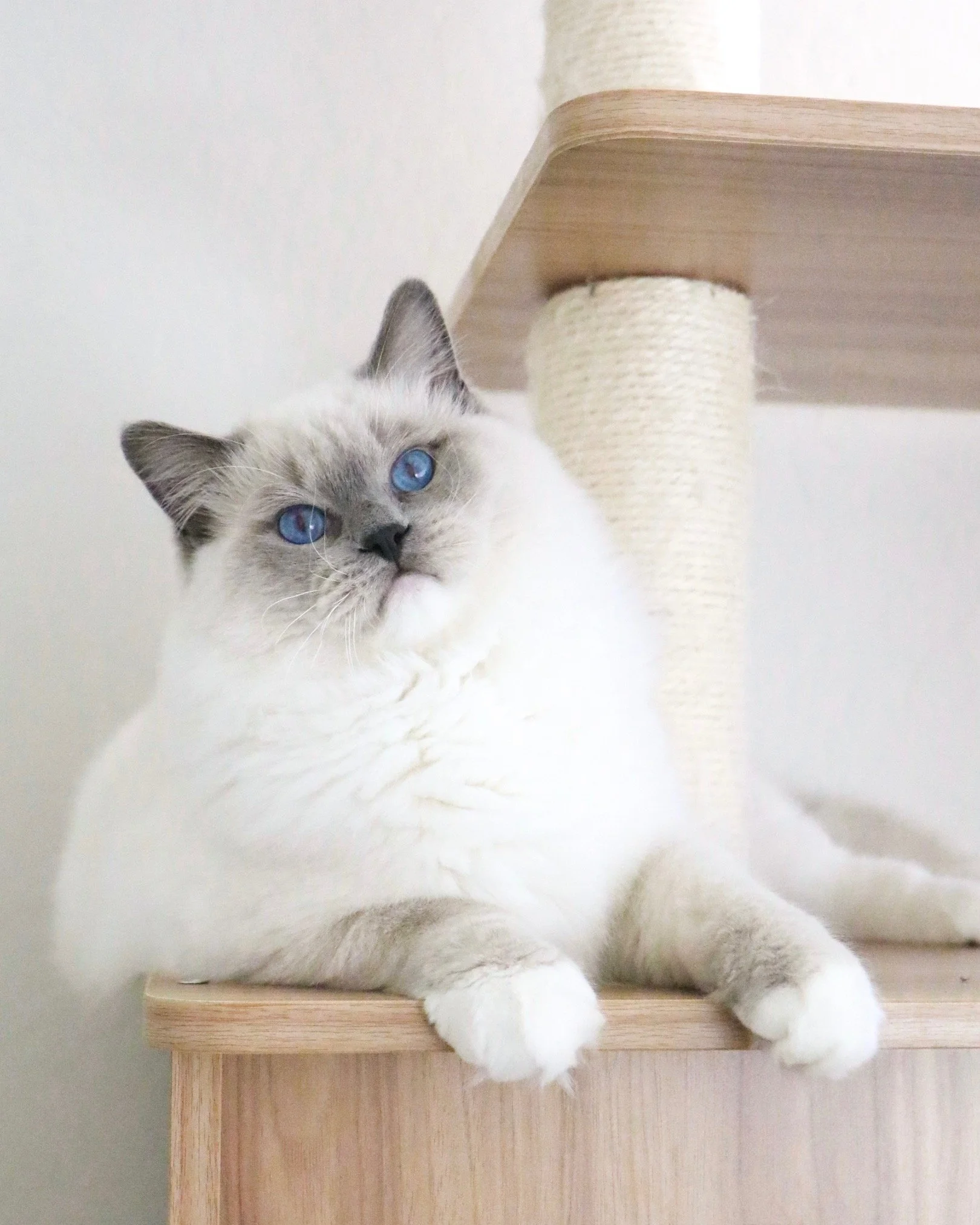Male blue mitted Ragdoll cat with blue eyes sitting on wooden cat condo