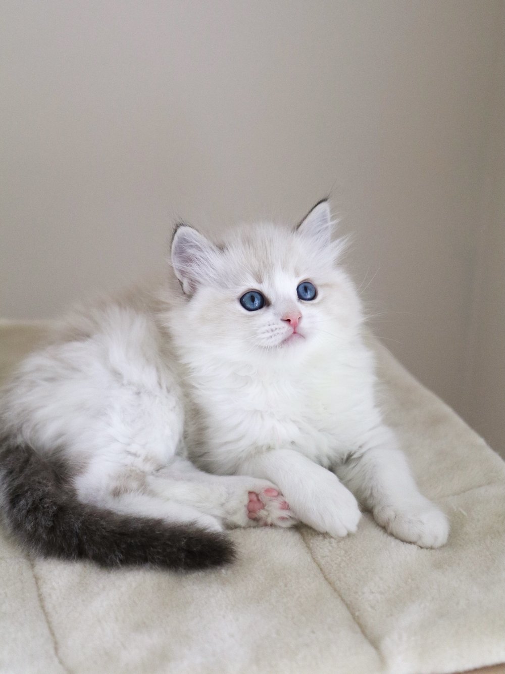 Ragdoll Kittens for Sale — Ragdoll Kittens For Sale | Ragdoll Breeder