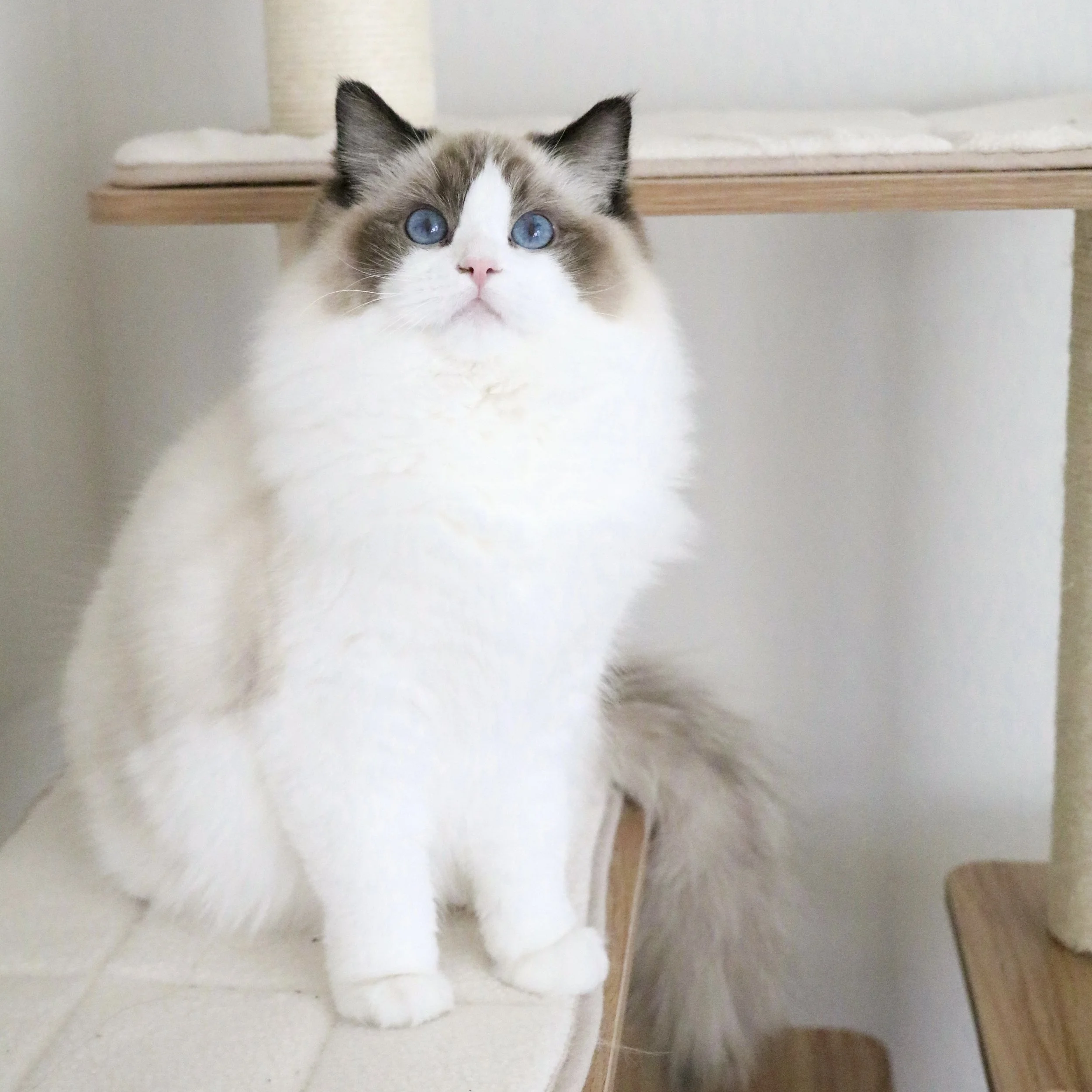 Seal bicolor adolescent cat sitting on beige cat condo tree