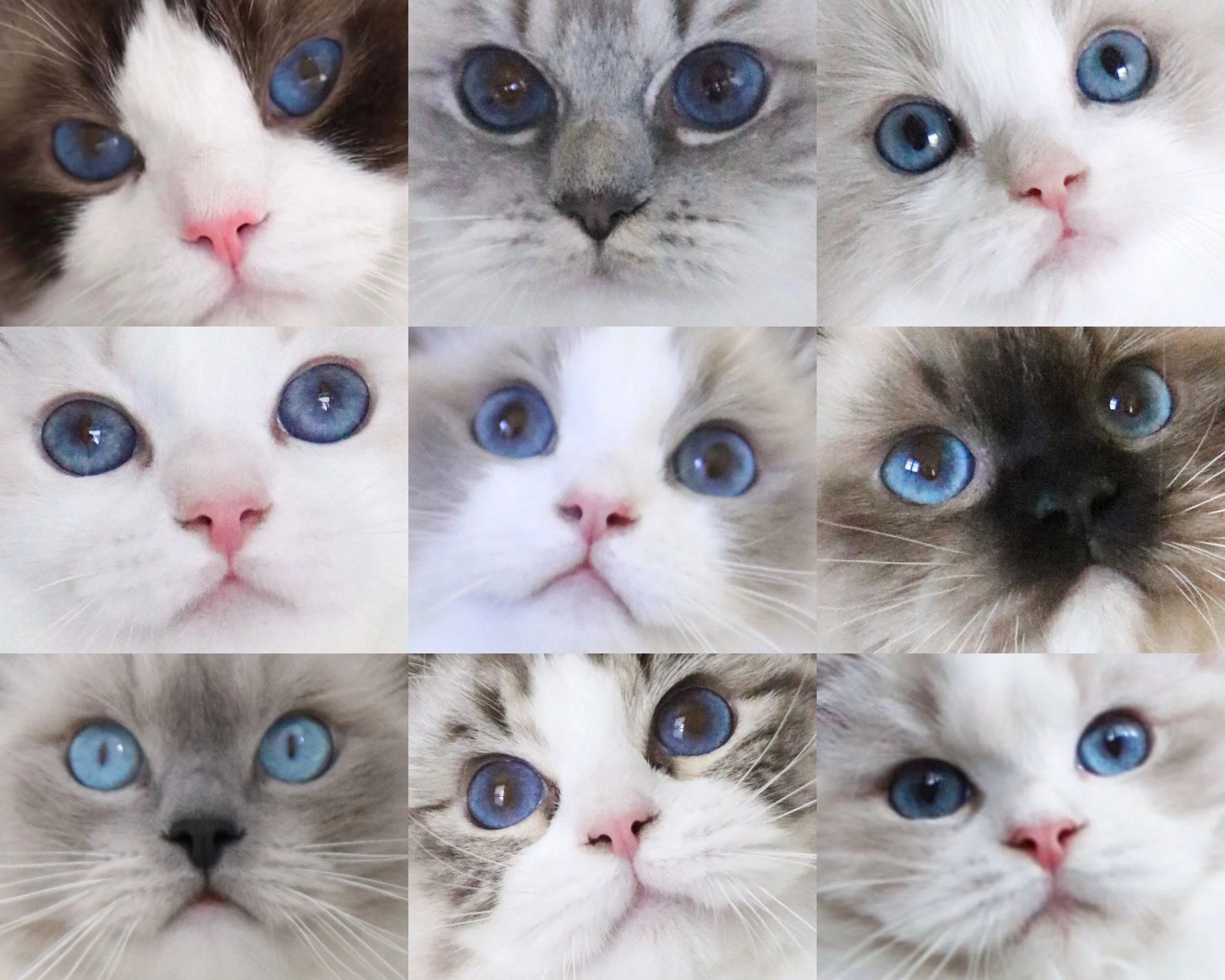 Nine Ragdoll cats showing different shades and variations of blue eye color