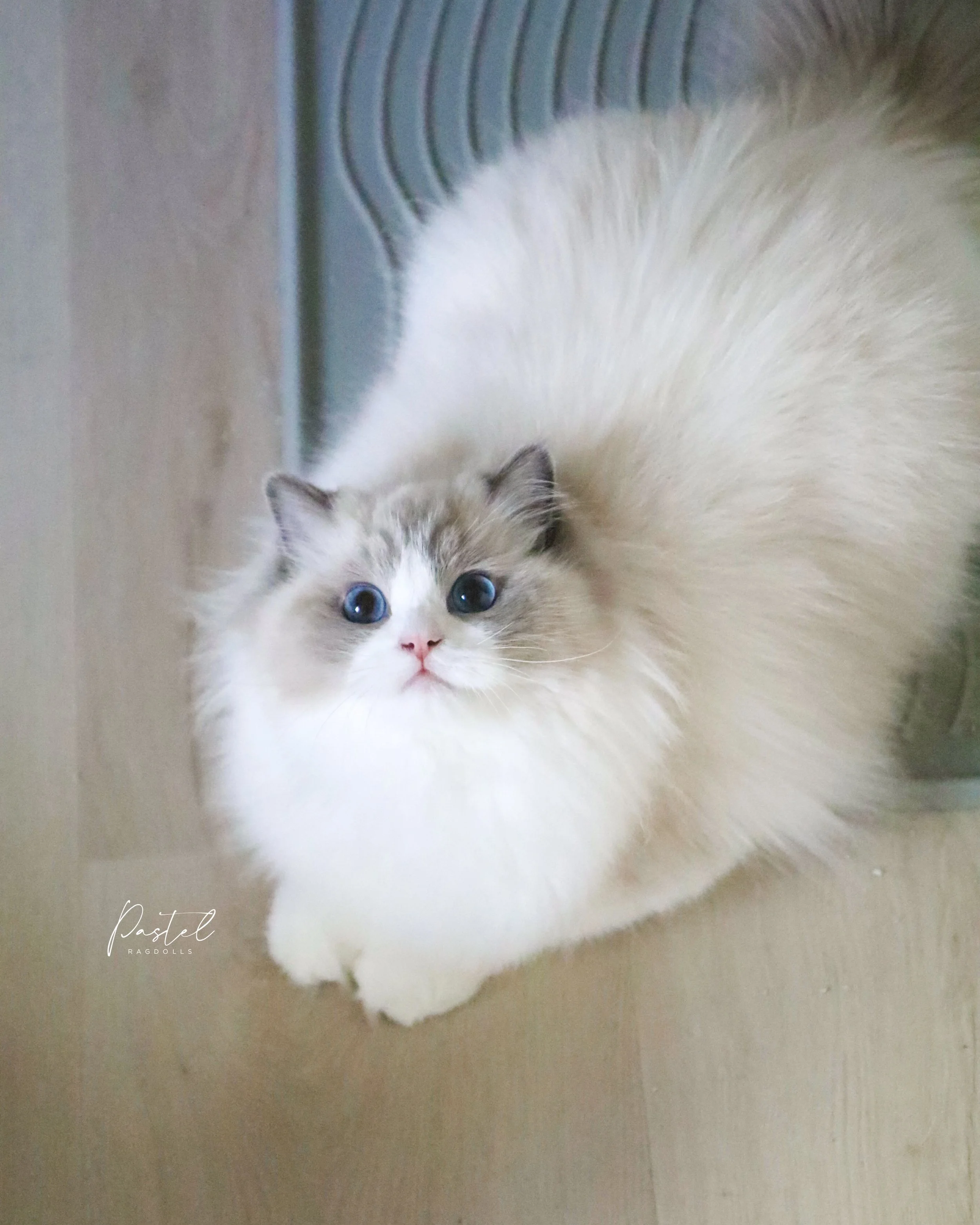 Blue bicolor Ragdoll female cat sitting on grey litter mat