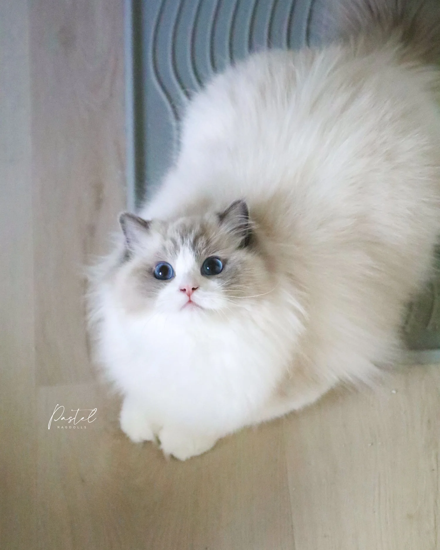 Solving Separation Anxiety in Ragdoll Cats — Ragdoll Kittens For Sale ...