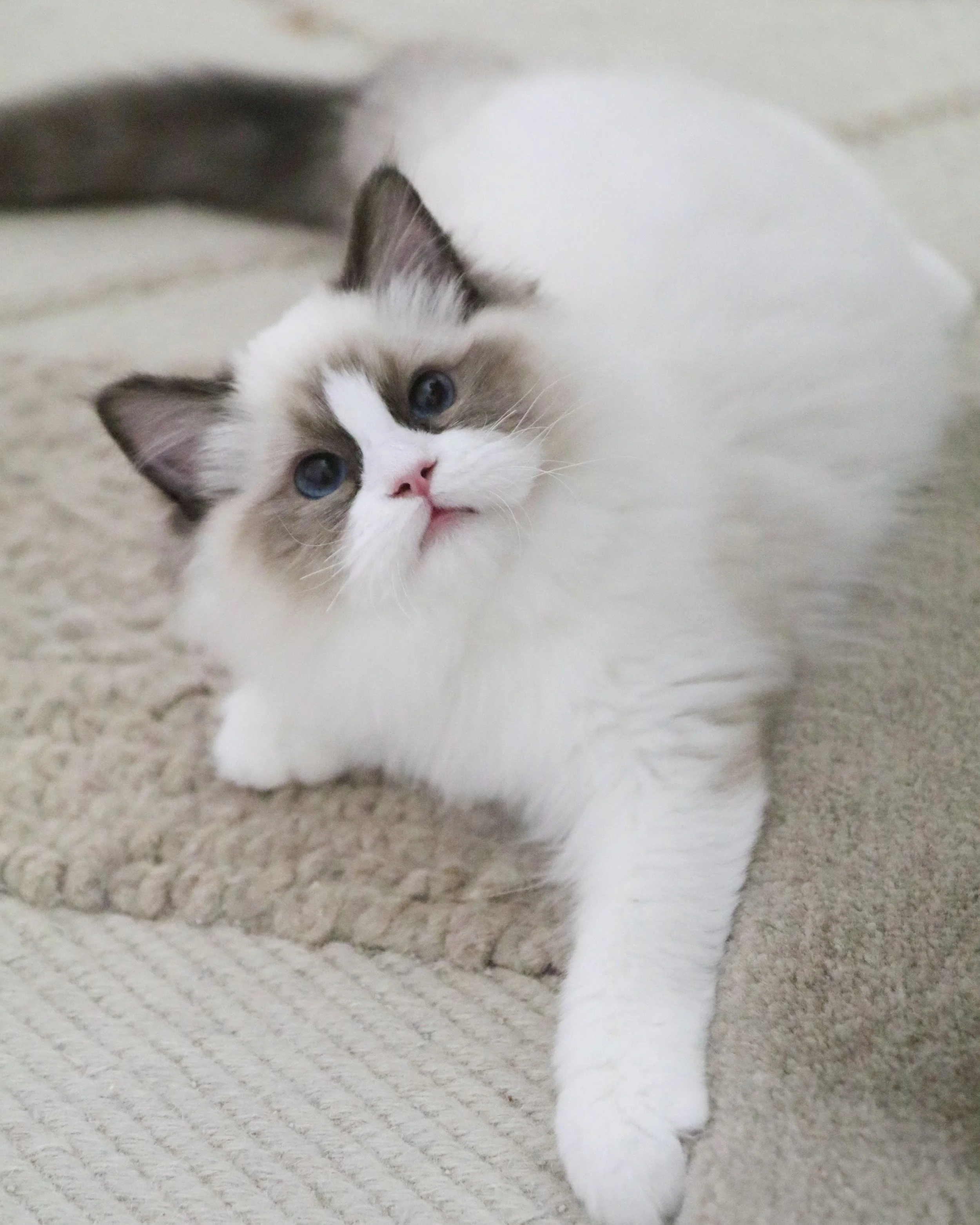 Seal bicolor Ragdoll kitten sitting on beige rug looking up at camera