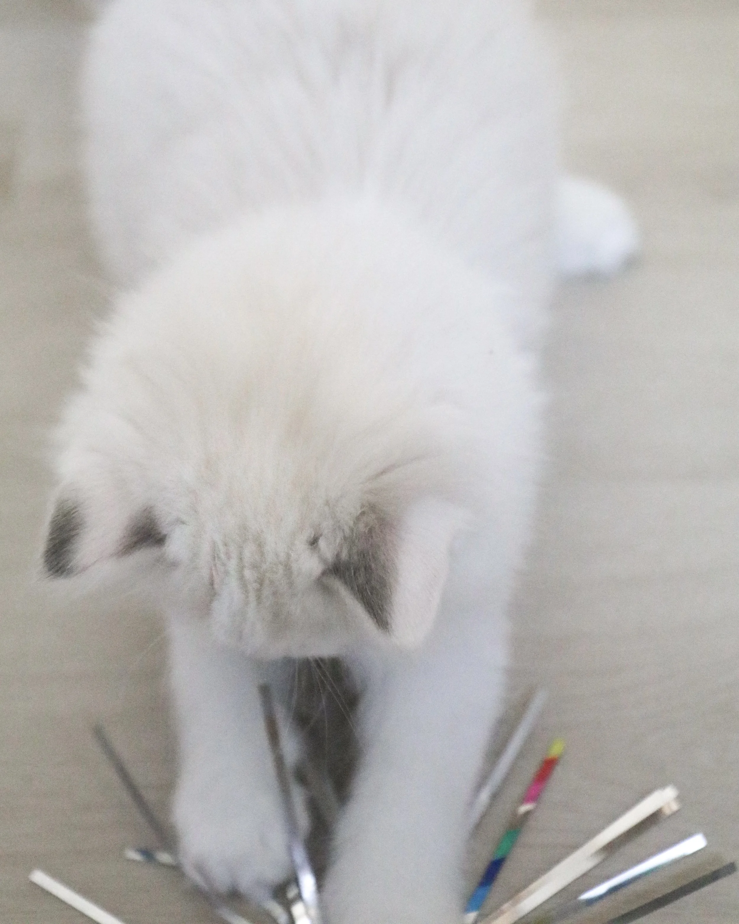 Pet quality blue lynx bicolor Ragdoll kitten with white ear mismarks playing with wand toy