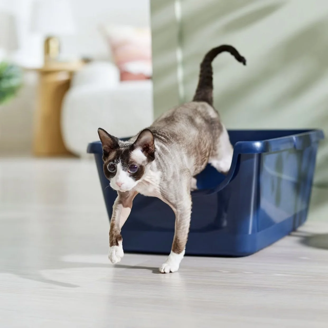 Choosing the Right Litter Box For Your Ragdoll Cat — Ragdoll Kittens ...