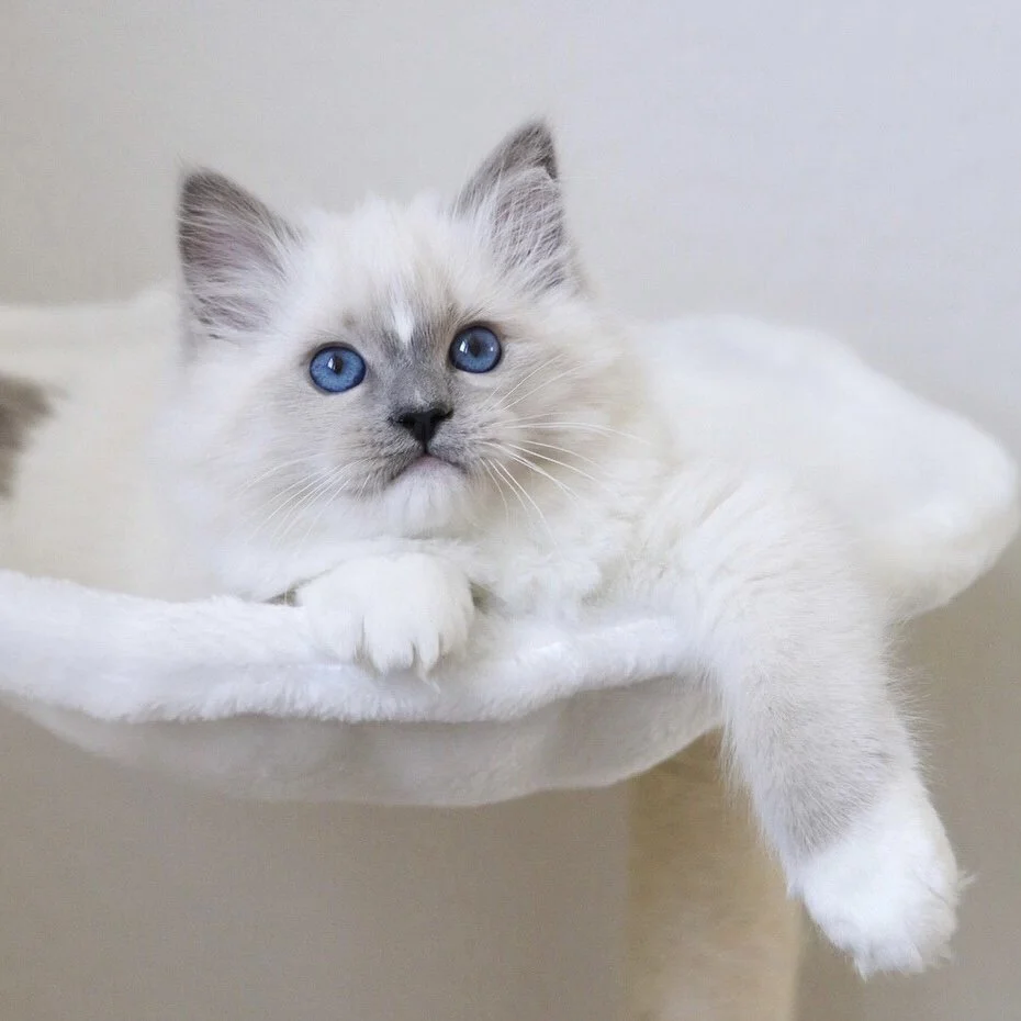 Blue mitted Ragdoll kitten with blaze laying on white bed. Links to our Ragdoll Adoption Guide resource.