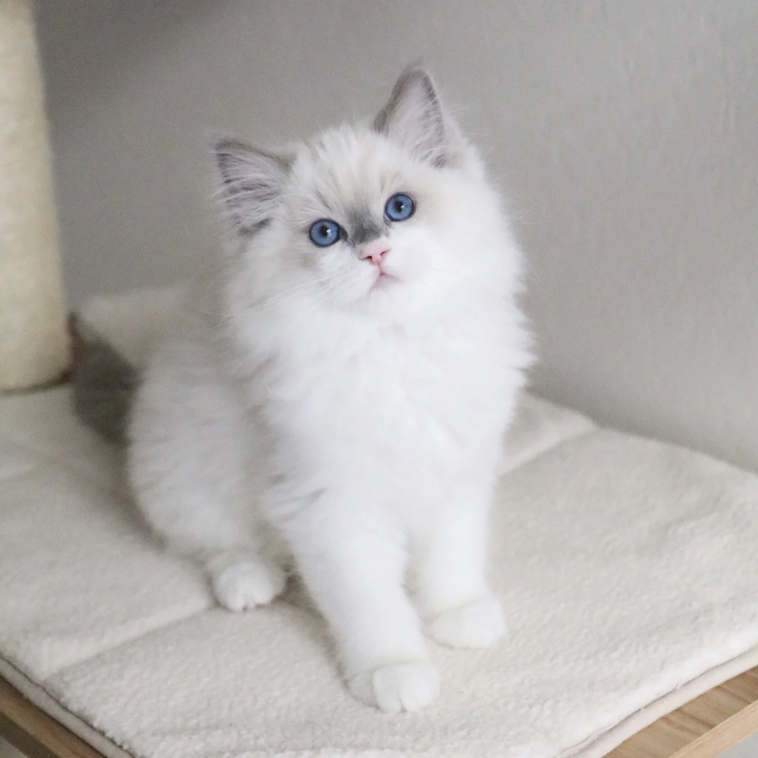 How Much Does a Ragdoll Kitten Cost? Ragdoll Pricing Guide — Ragdoll Kittens For Sale