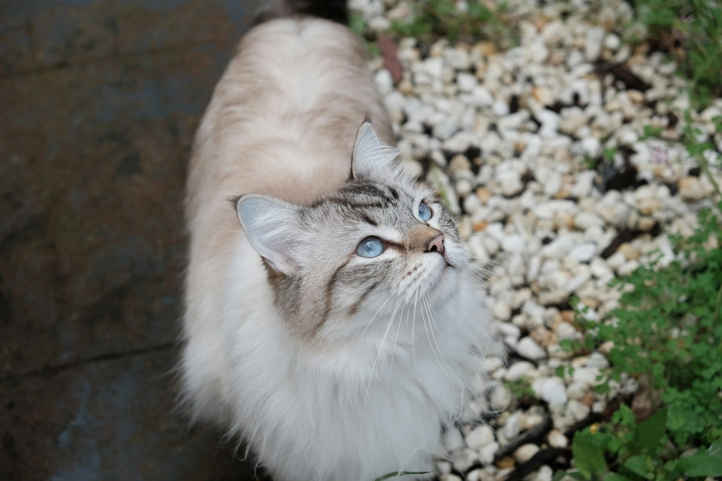 Tabby Siberian Cat walking next to a flowerbed outside