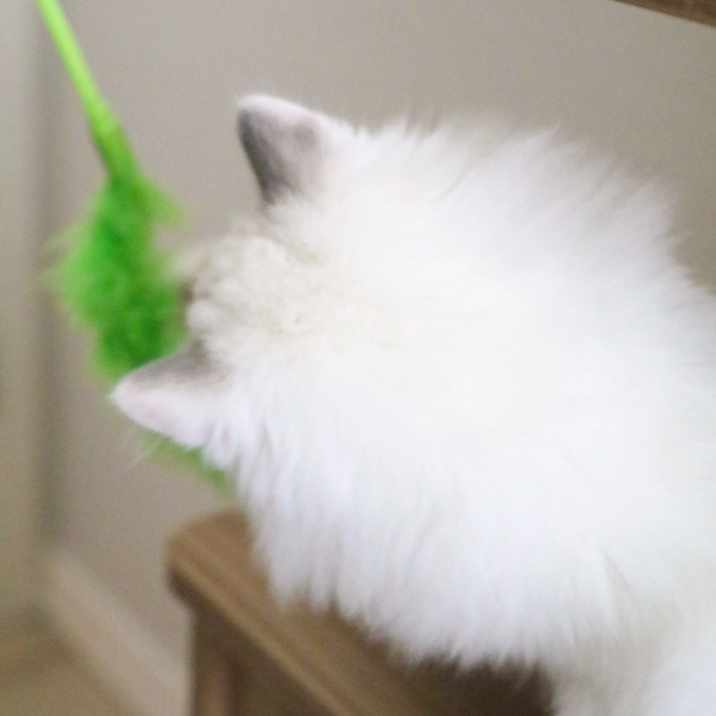 Ragdoll kitten playing with green teaser toy, with ears photographed from behind. Links to our Caring For Your Ragoll resource.