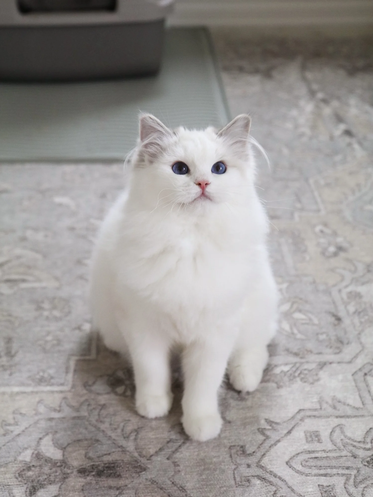 Beautiful Ragdolls Our Beautiful Female Ragdolls — Ragdoll Kittens For Sale | Ragdoll Breeder