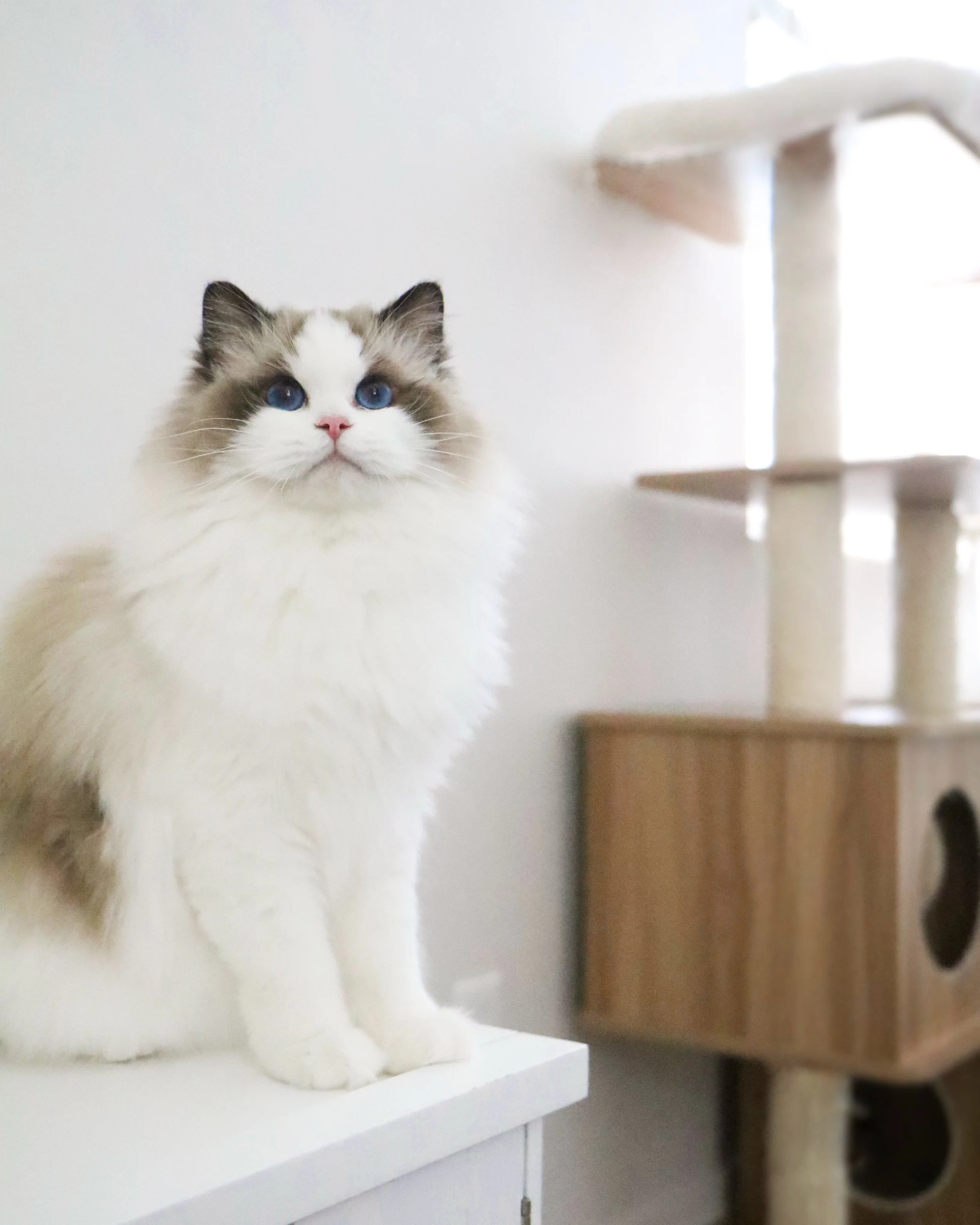 Our Beautiful Female Ragdolls — Ragdoll Kittens For Sale | Ragdoll