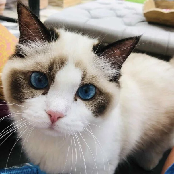 Taylor Swift's Ragdoll cat Benjamin Button sitting on a couch and showing his captivating blue eyes