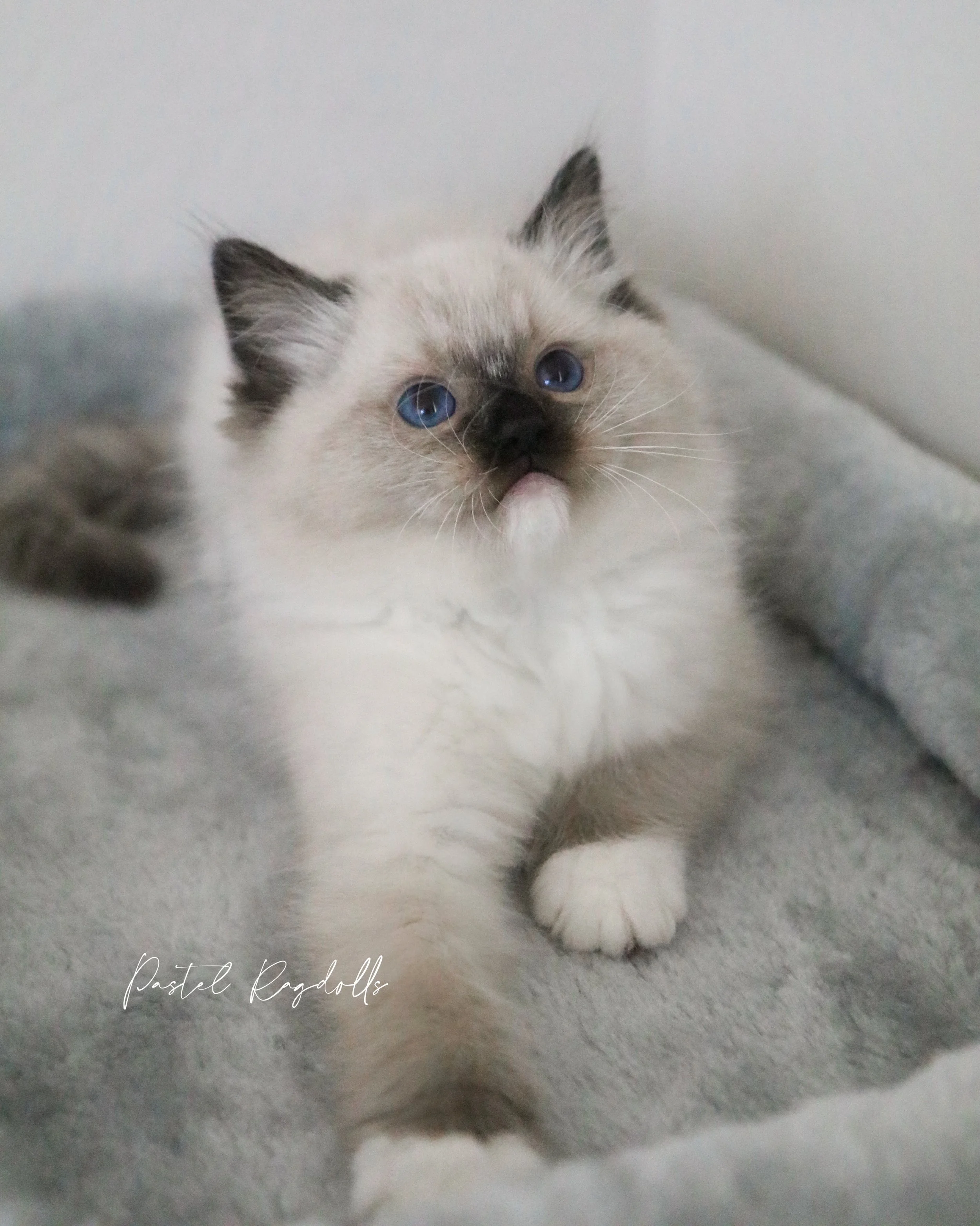 Seal mitted colorpoint Ragdoll kitten laying on a blue furry bed